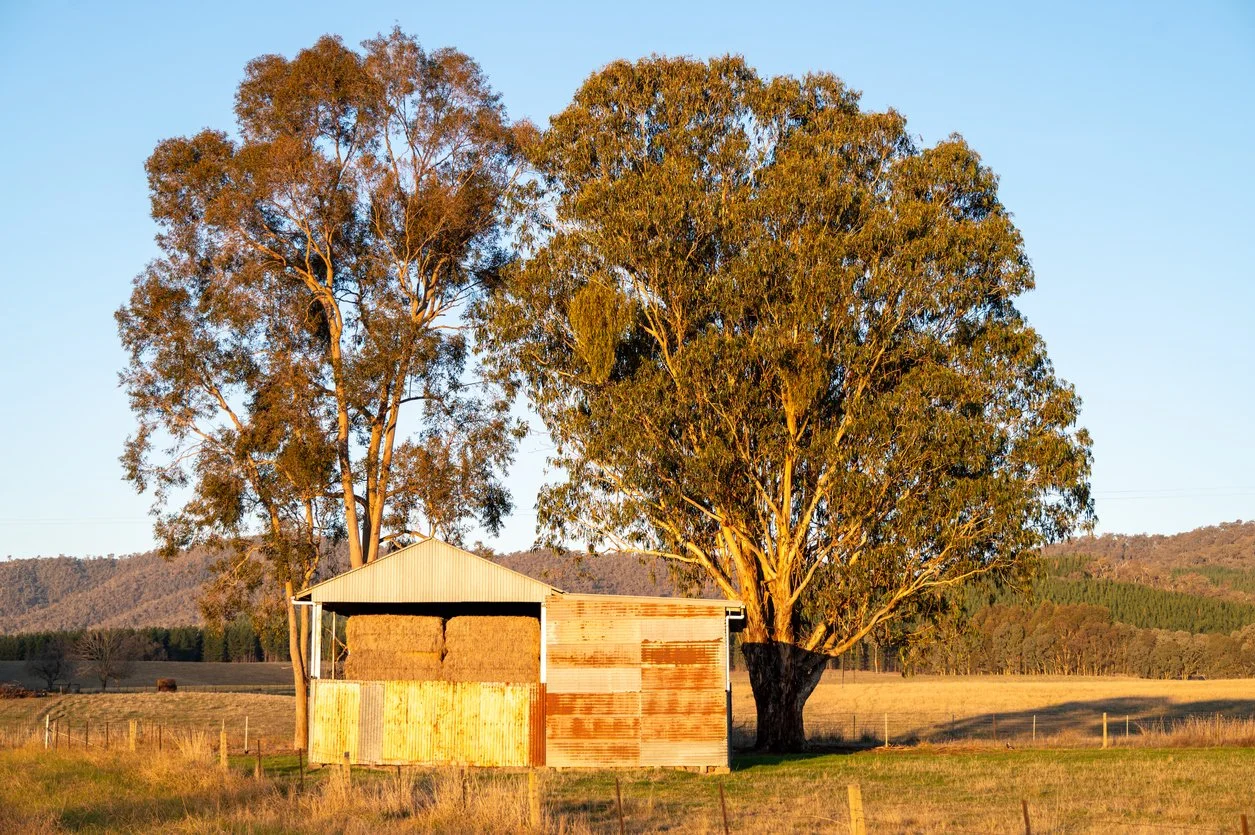 iStock-2217805075.jpg