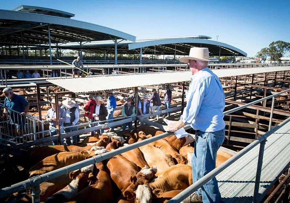 A Practical Guide to Purchasing the Right Sheep, Cattle and Goats