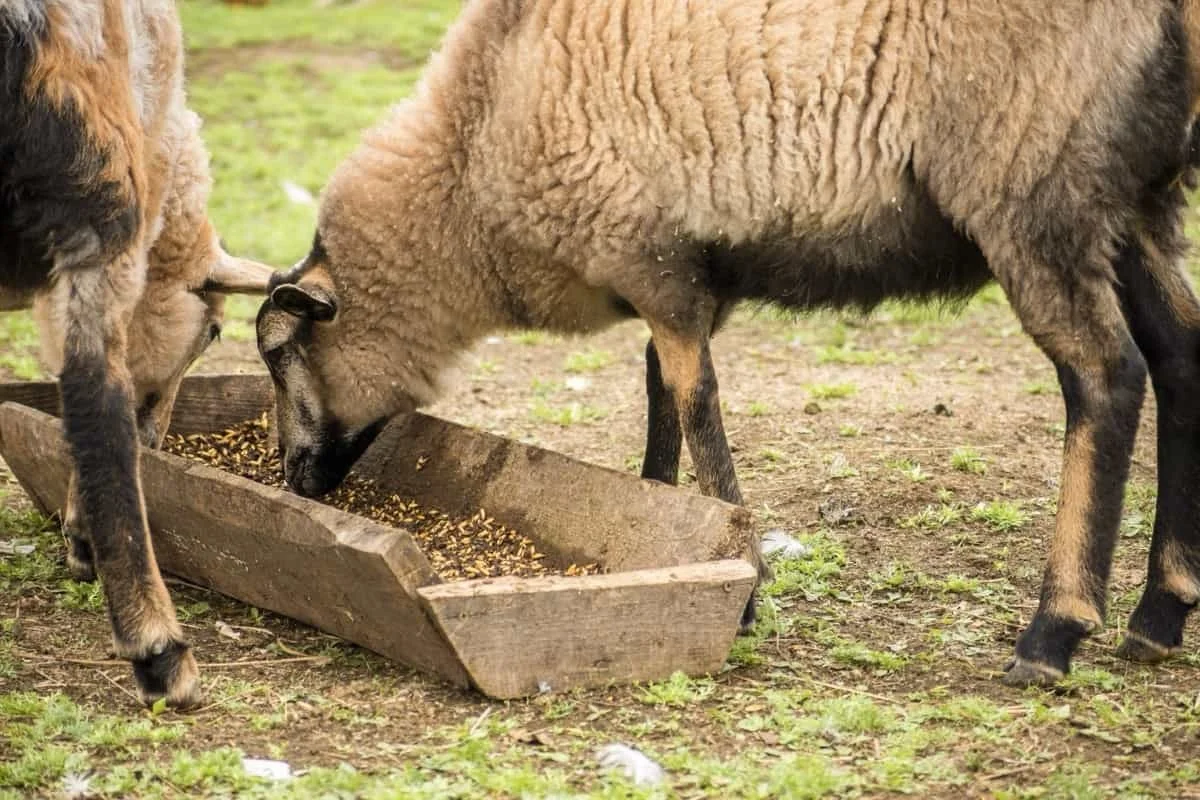 Understanding The Essential Nutrients for Healthy Livestock and Productive Land