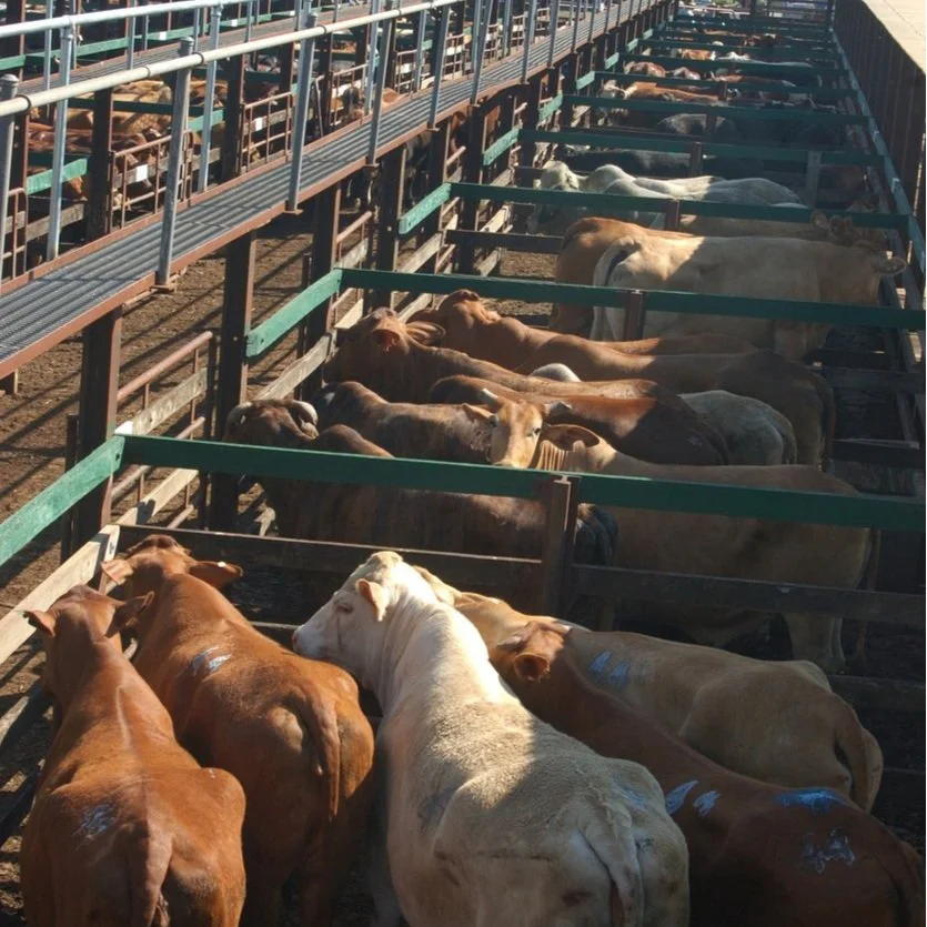 Cattle at saleyards - Image credit to iS