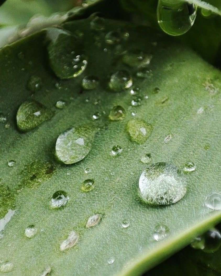 Plant care reminder: water them today 🌱💧
Your green friends need love too!

#plantlover #greenthumb #plantcare #planet #urbanjungle #houseplants