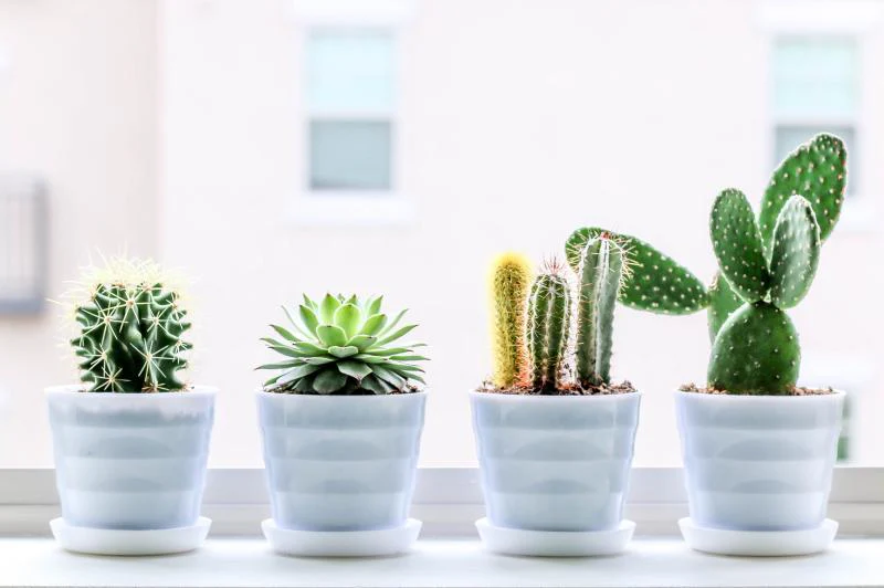 The benefits of indoor plants
