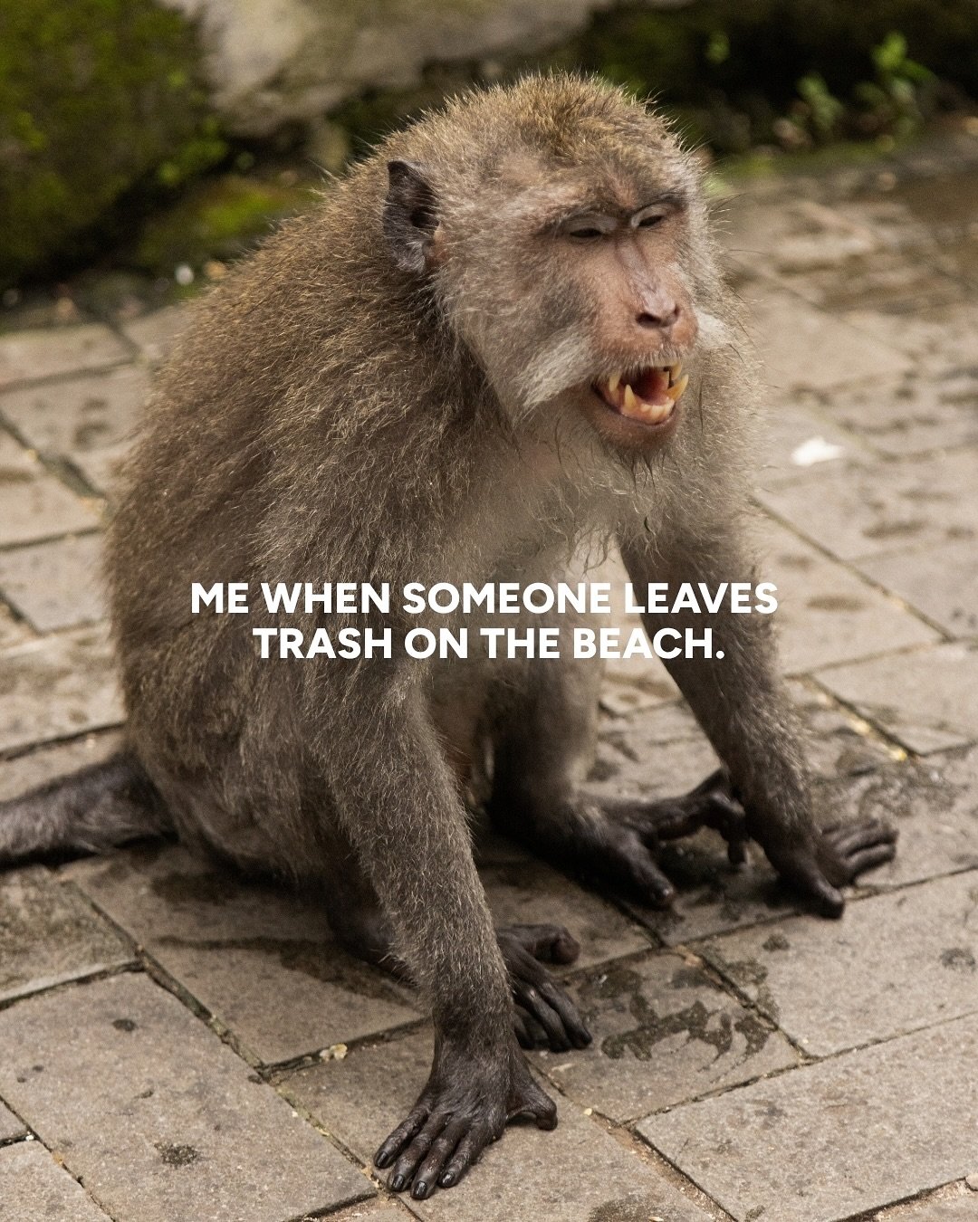 typical excuses for using plastic:

#excuses #monkeysofinstagram #animalsofinstagram #dailydoseofcuteness #animalloversofinstagram #instafur #motivationquote #wildlifephotographer #plastic #wildlife