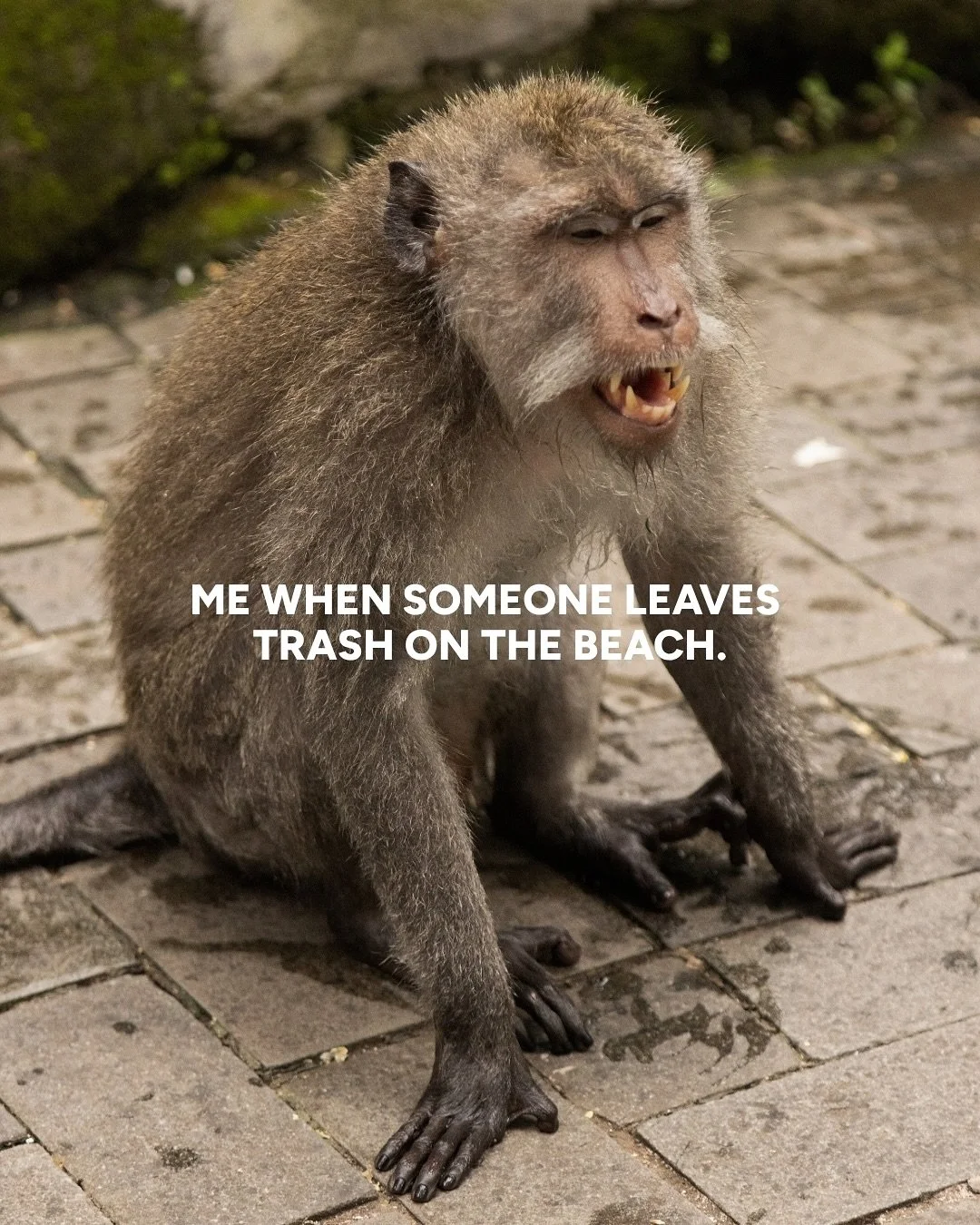 typical excuses for using plastic:

#excuses #monkeysofinstagram #animalsofinstagram #dailydoseofcuteness #animalloversofinstagram #instafur #motivationquote #wildlifephotographer #plastic #wildlife