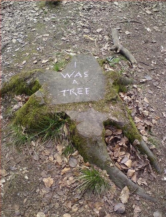 they don&rsquo;t scream when they fall, but the planet does.
listen before silence becomes all we have left.
#actfornature #deforestation #planetearth