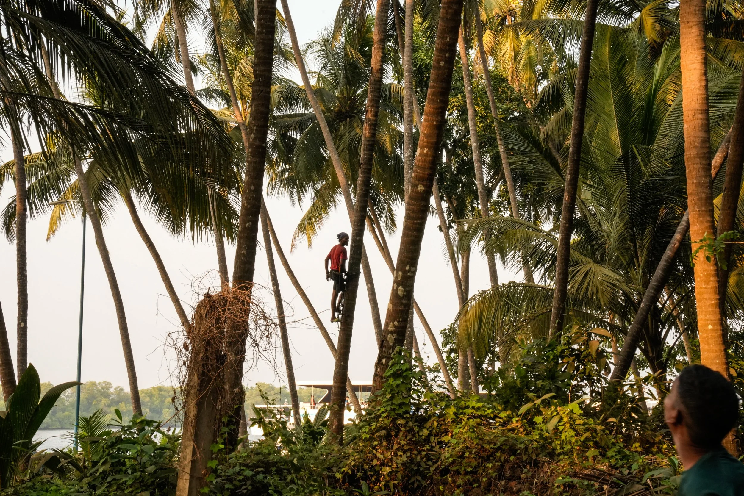 Kokos  sammler 2.jpg