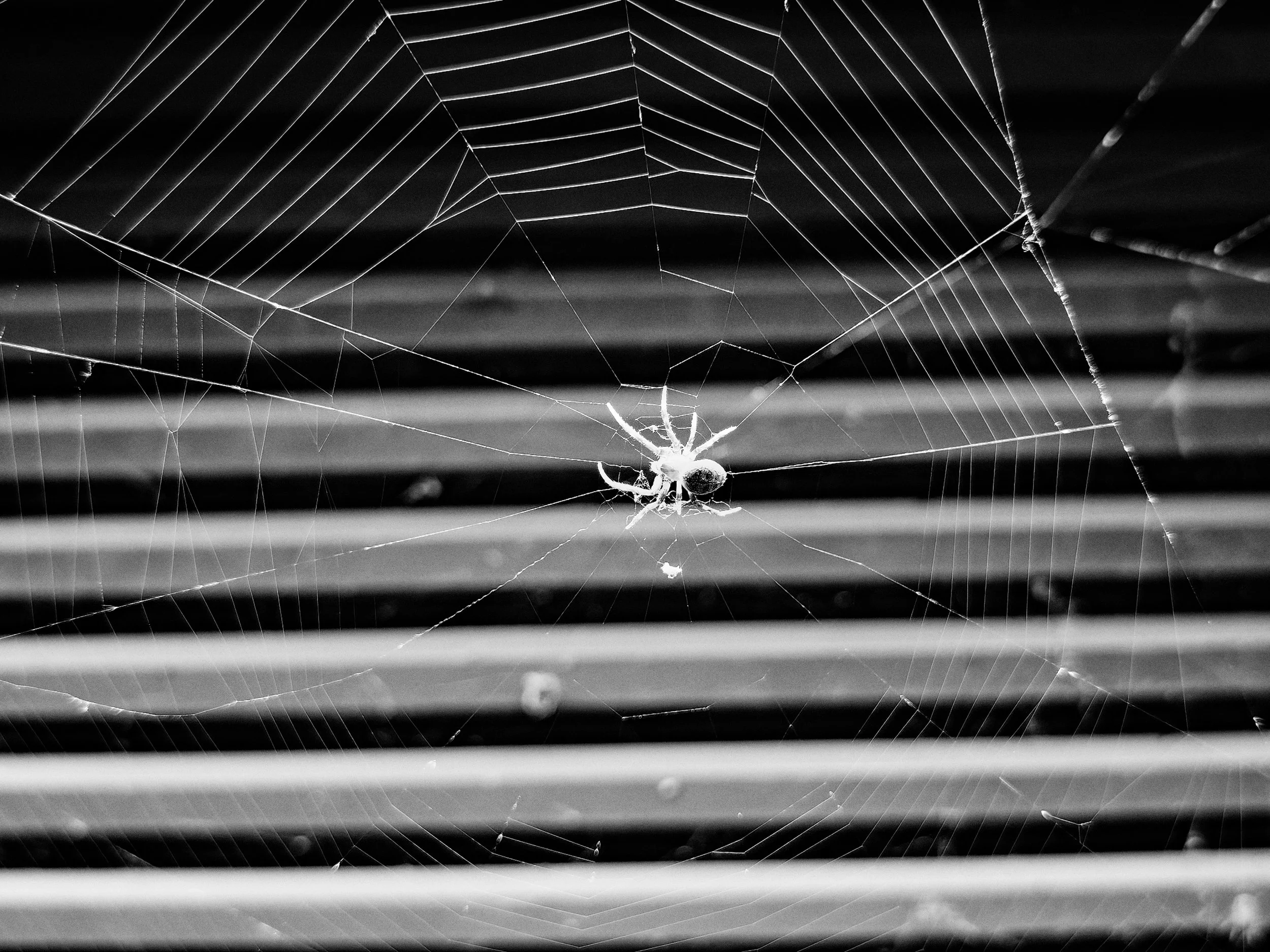 Spiders