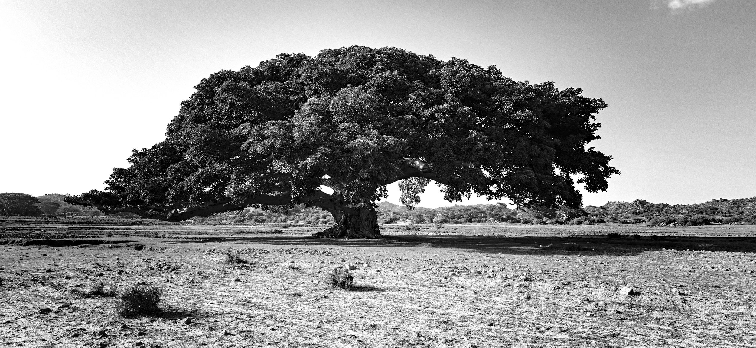 OV tree1.jpg