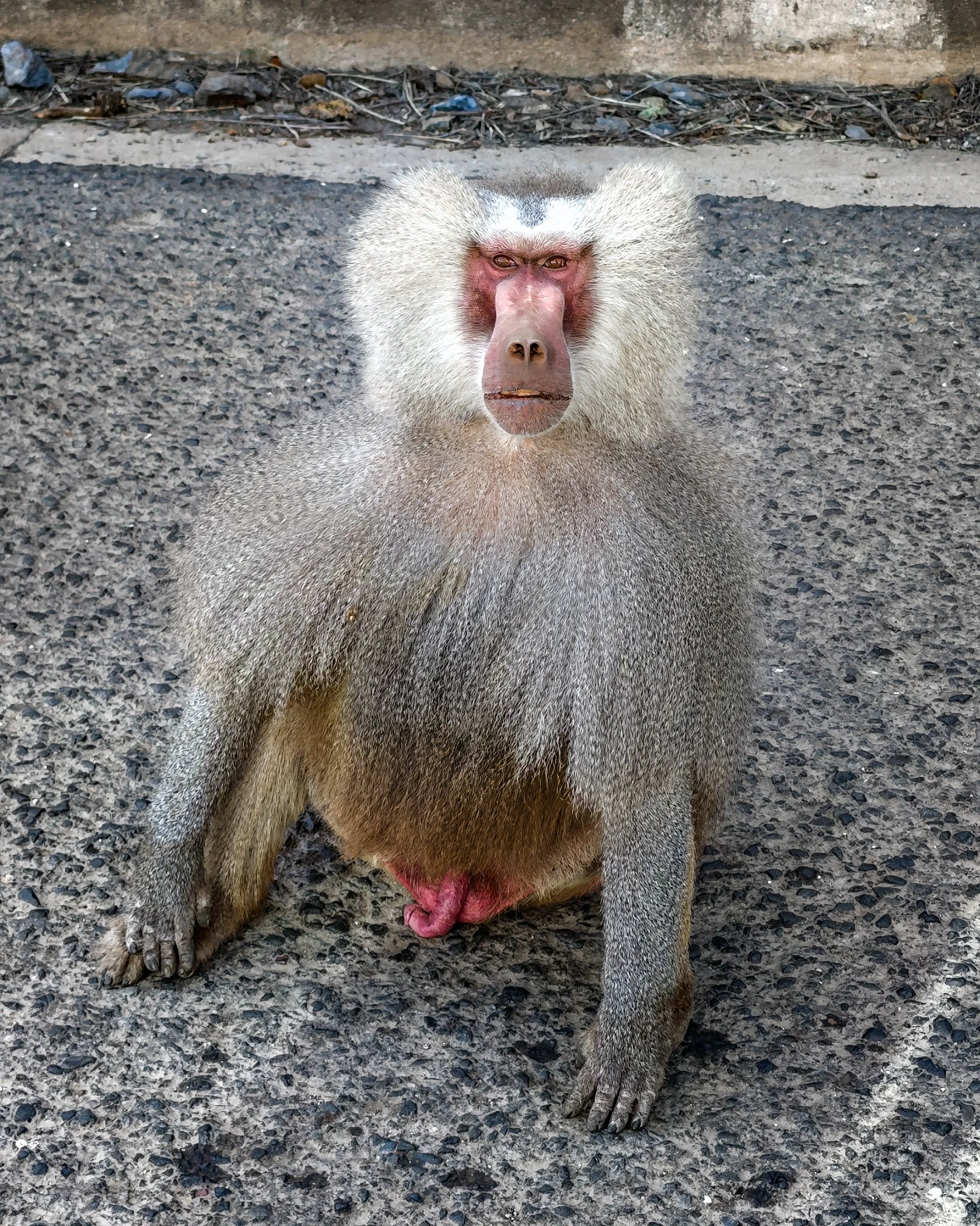 Pavian Weißrücken.jpg