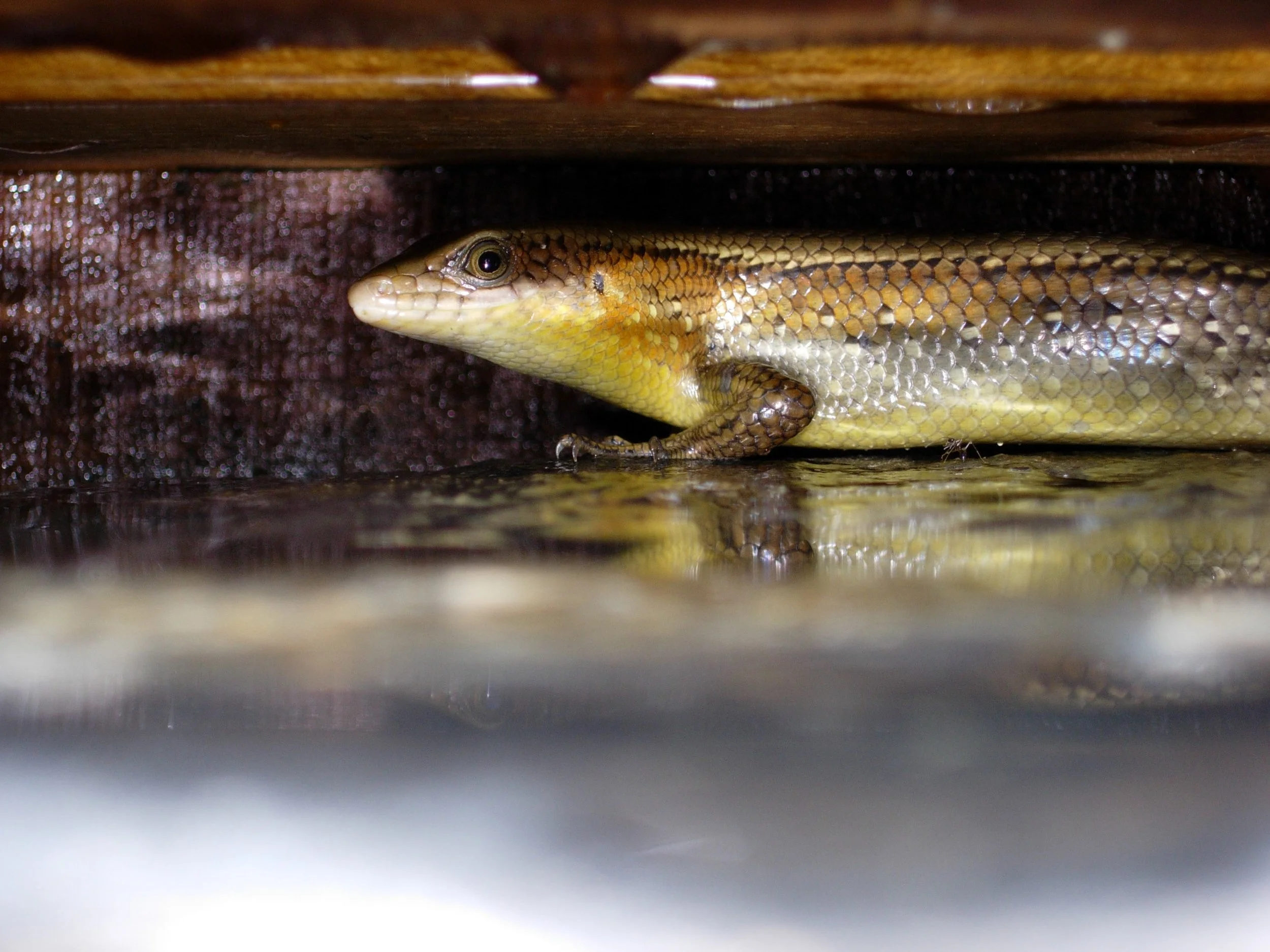 Tokai Gecko.jpg