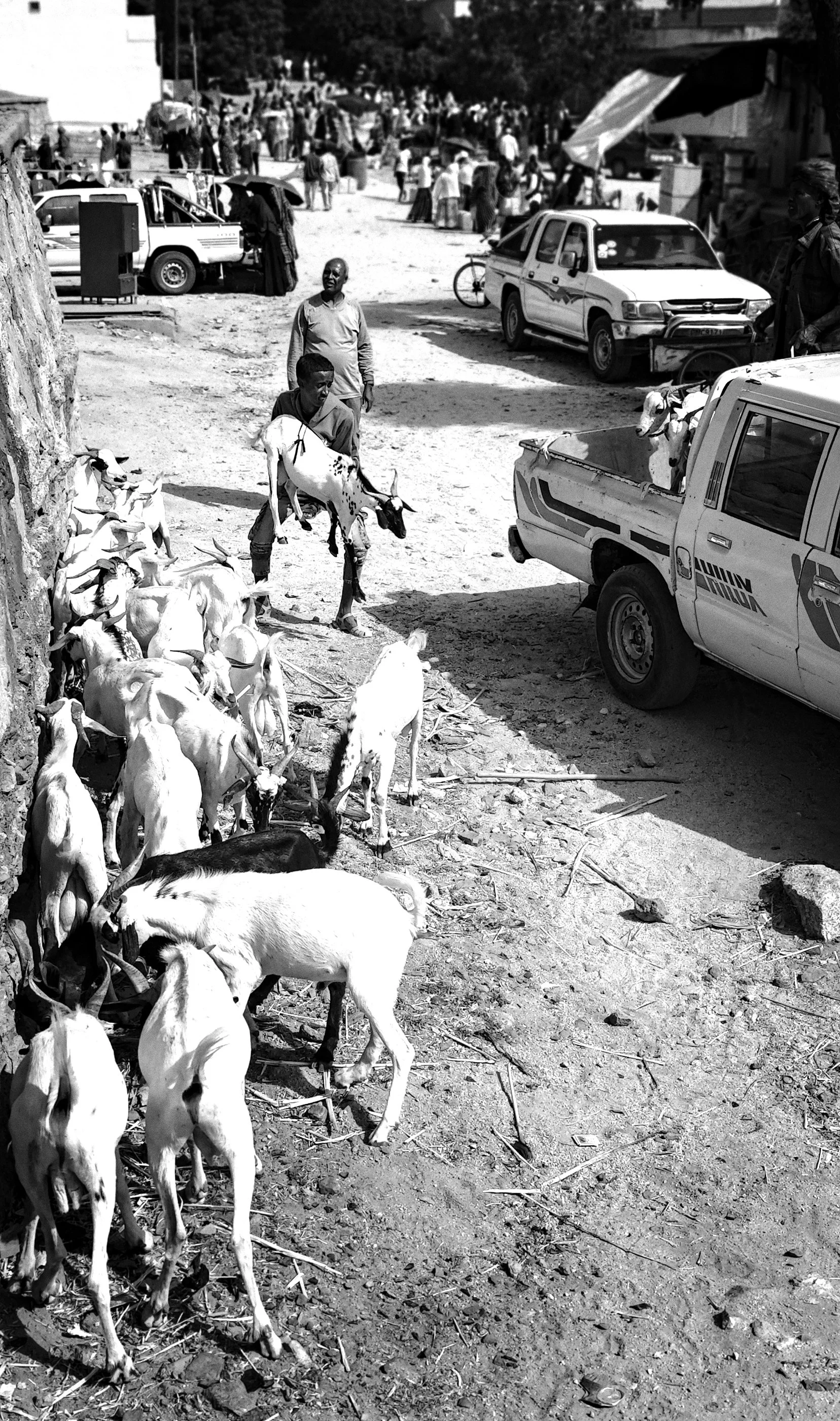 KEren Goat on pick-up.jpg