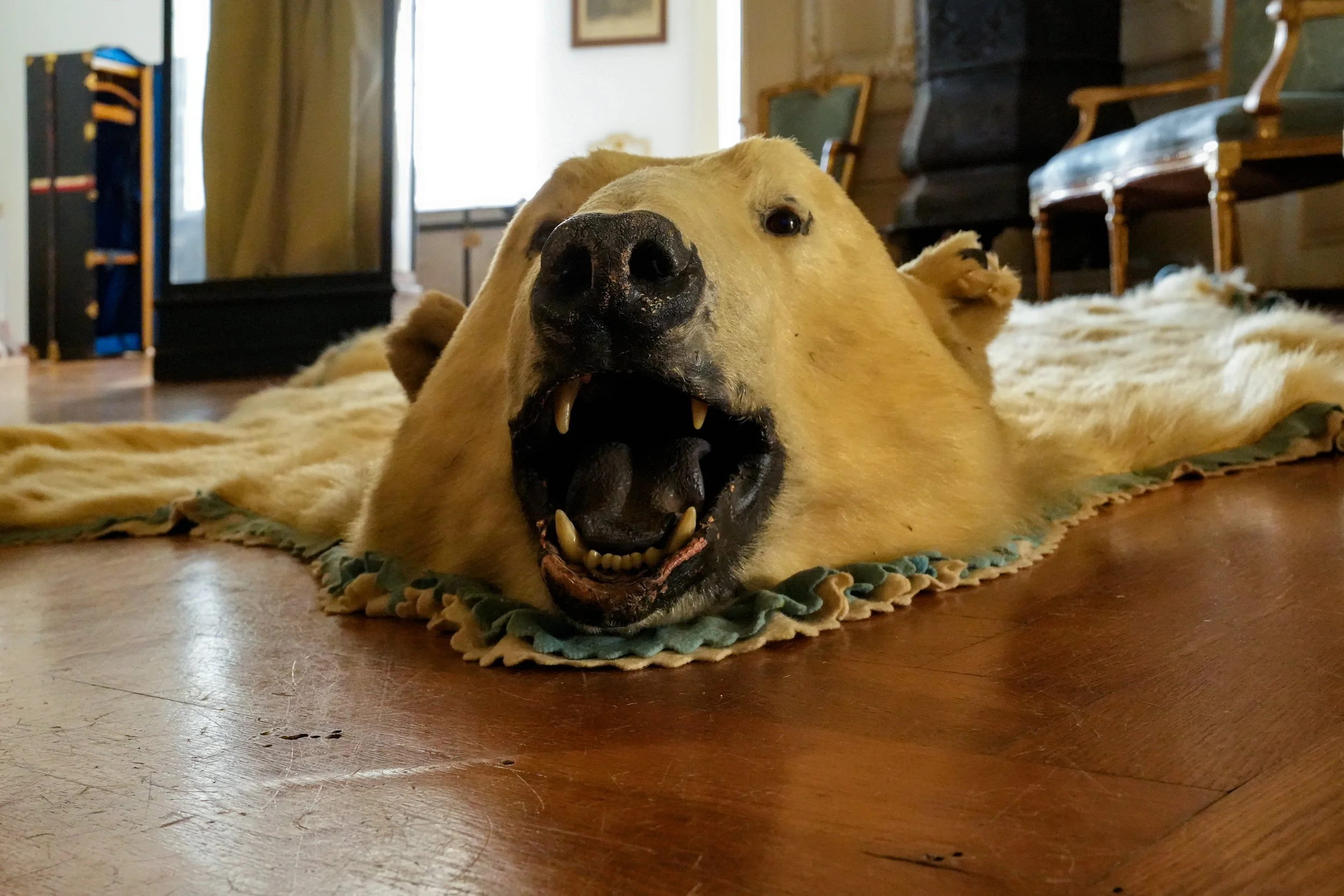 Eisbär 1.jpg