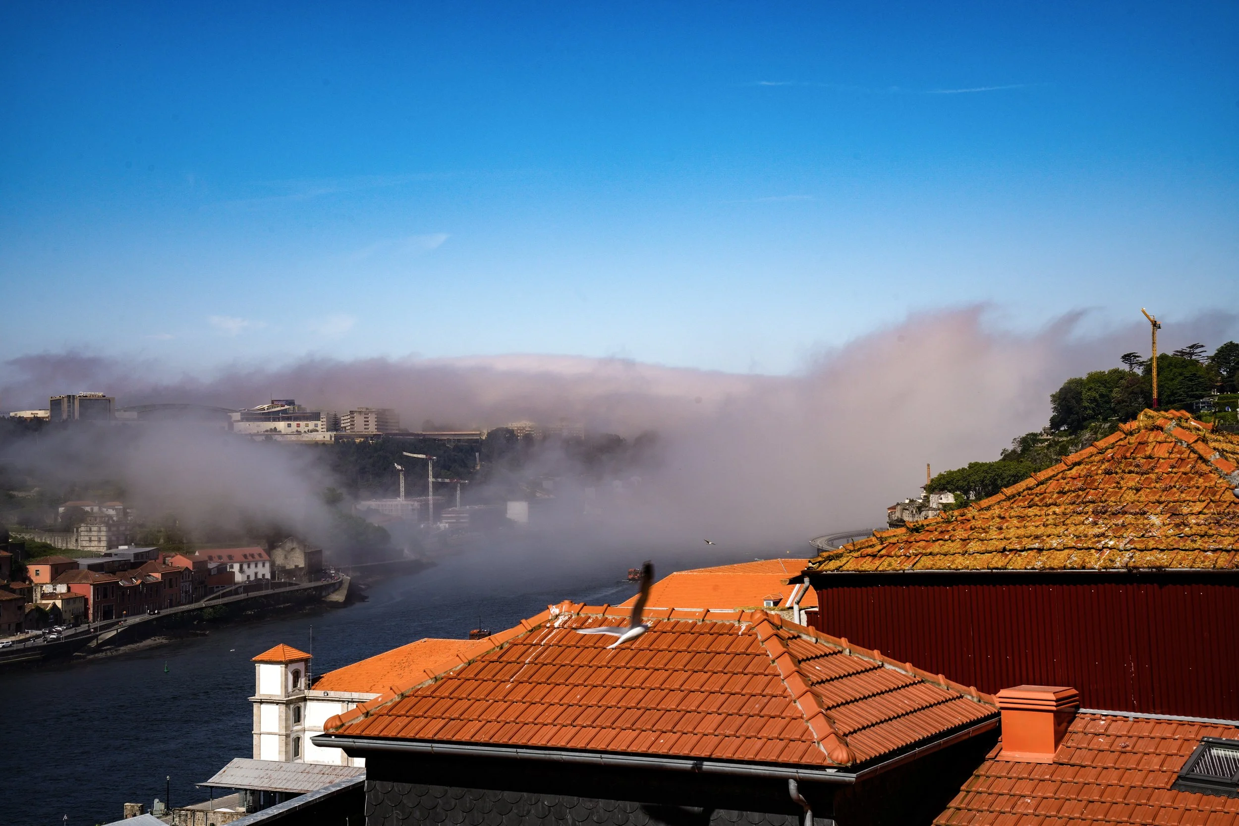 Fog.jpg