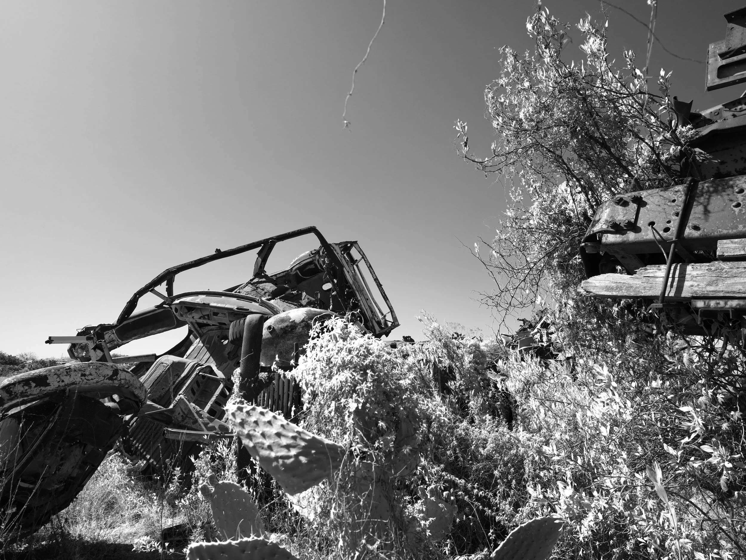 Bushes & bodies sw.jpg