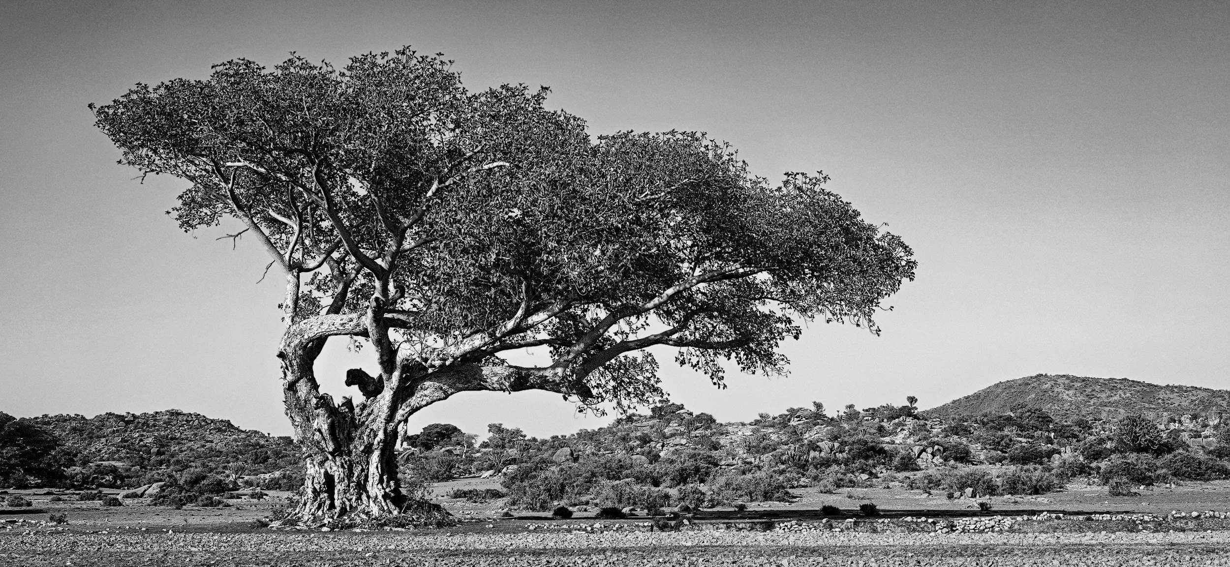 OV Tree 2.jpg