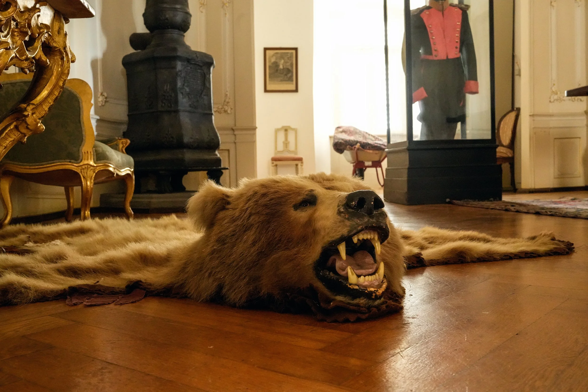 Braunbär.jpg