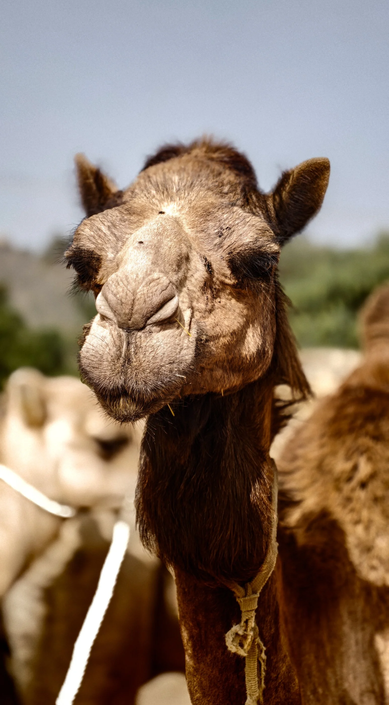 Camel face.jpg
