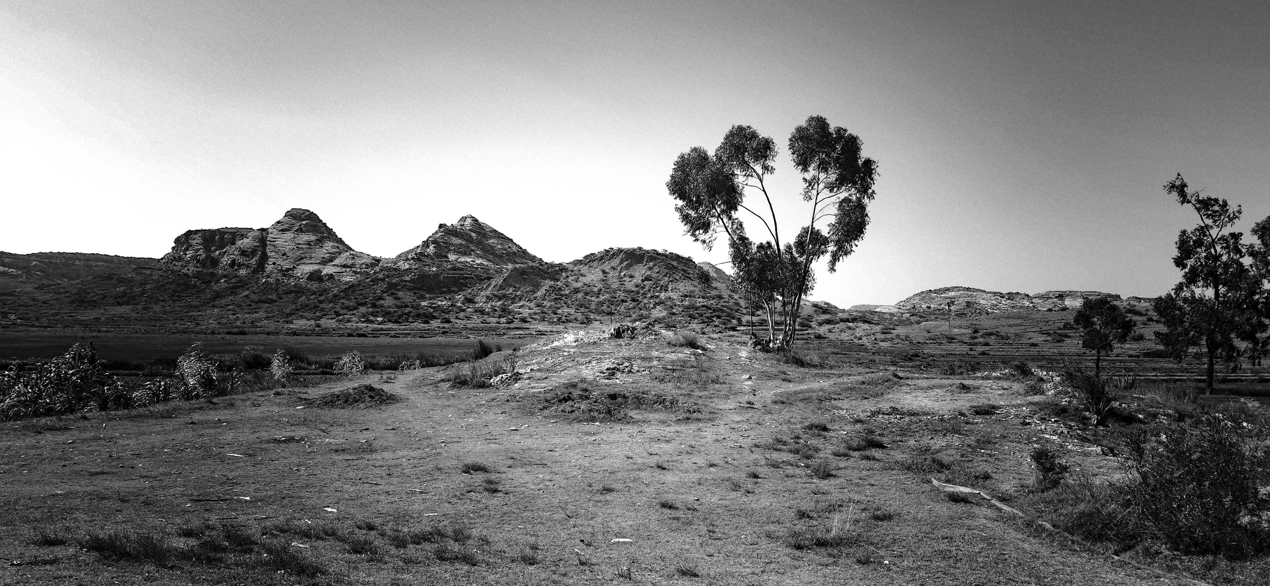 OV TRee 4.jpg