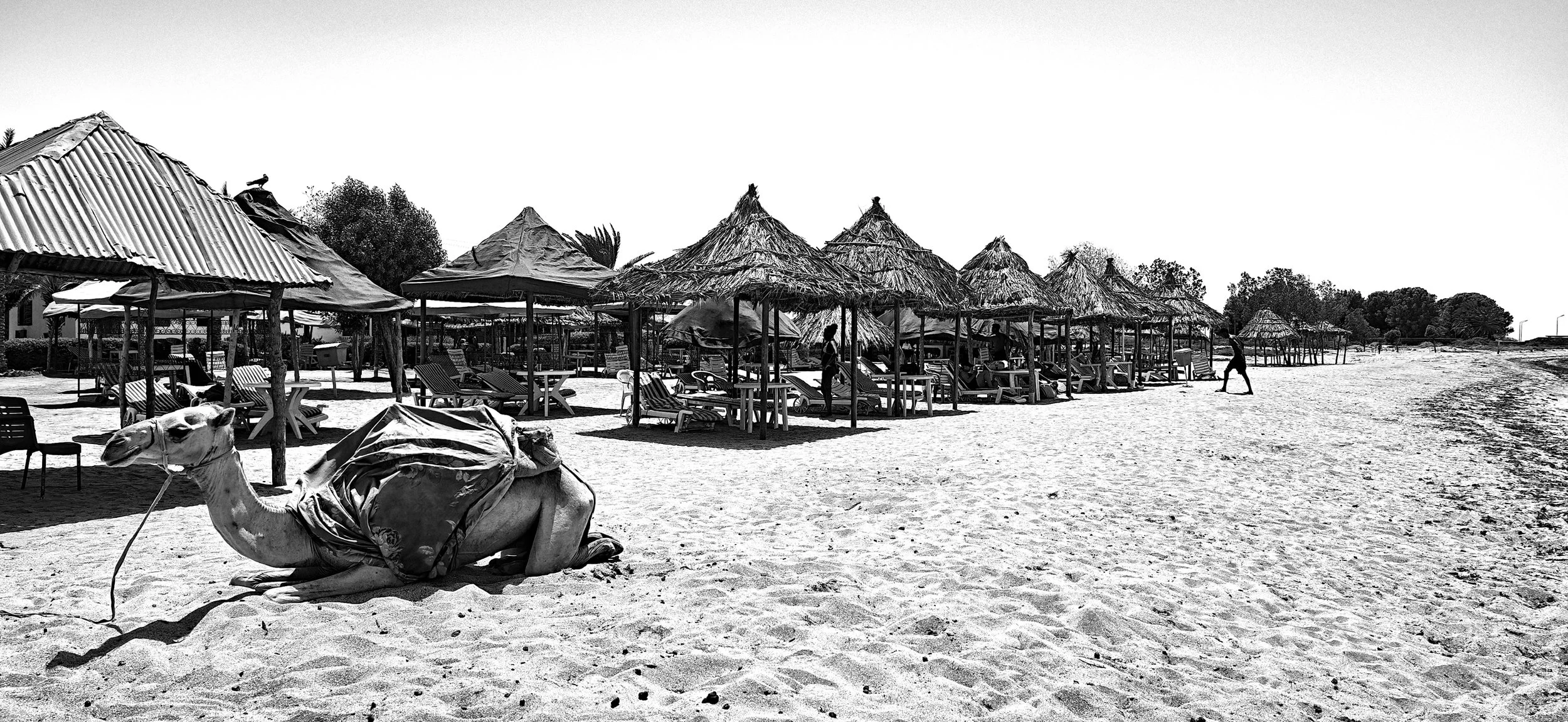 KAmel am Strand mit Schirmen.jpg