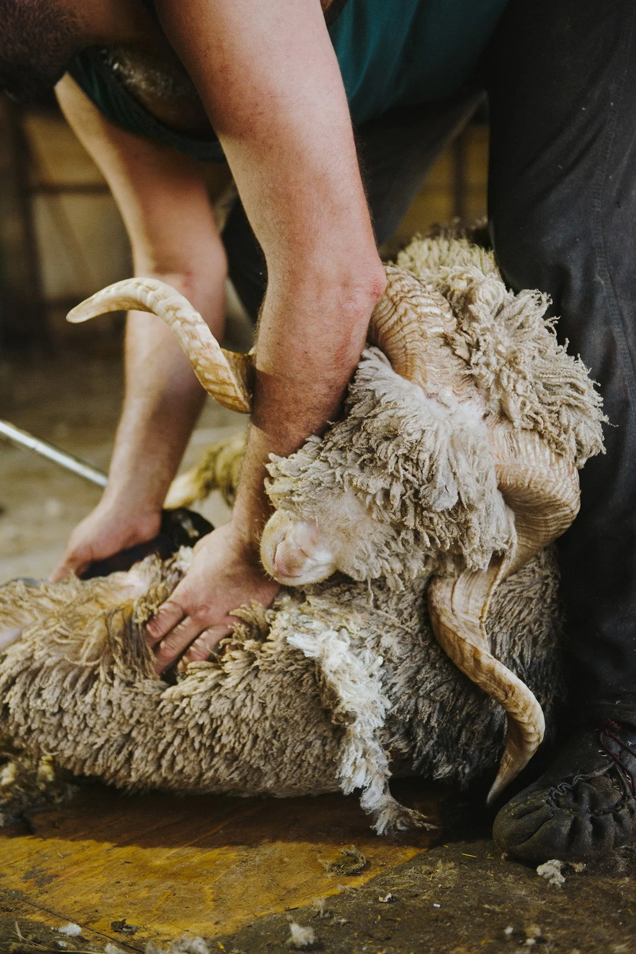 HD_BrunDeVianTiran32 copie 2.jpg