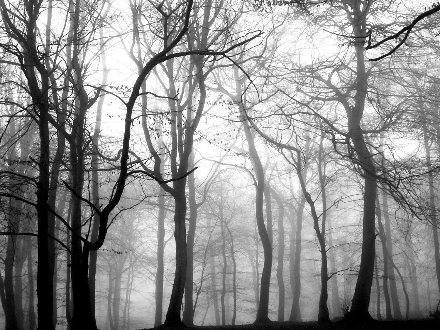 Hymn to Trees and Woods