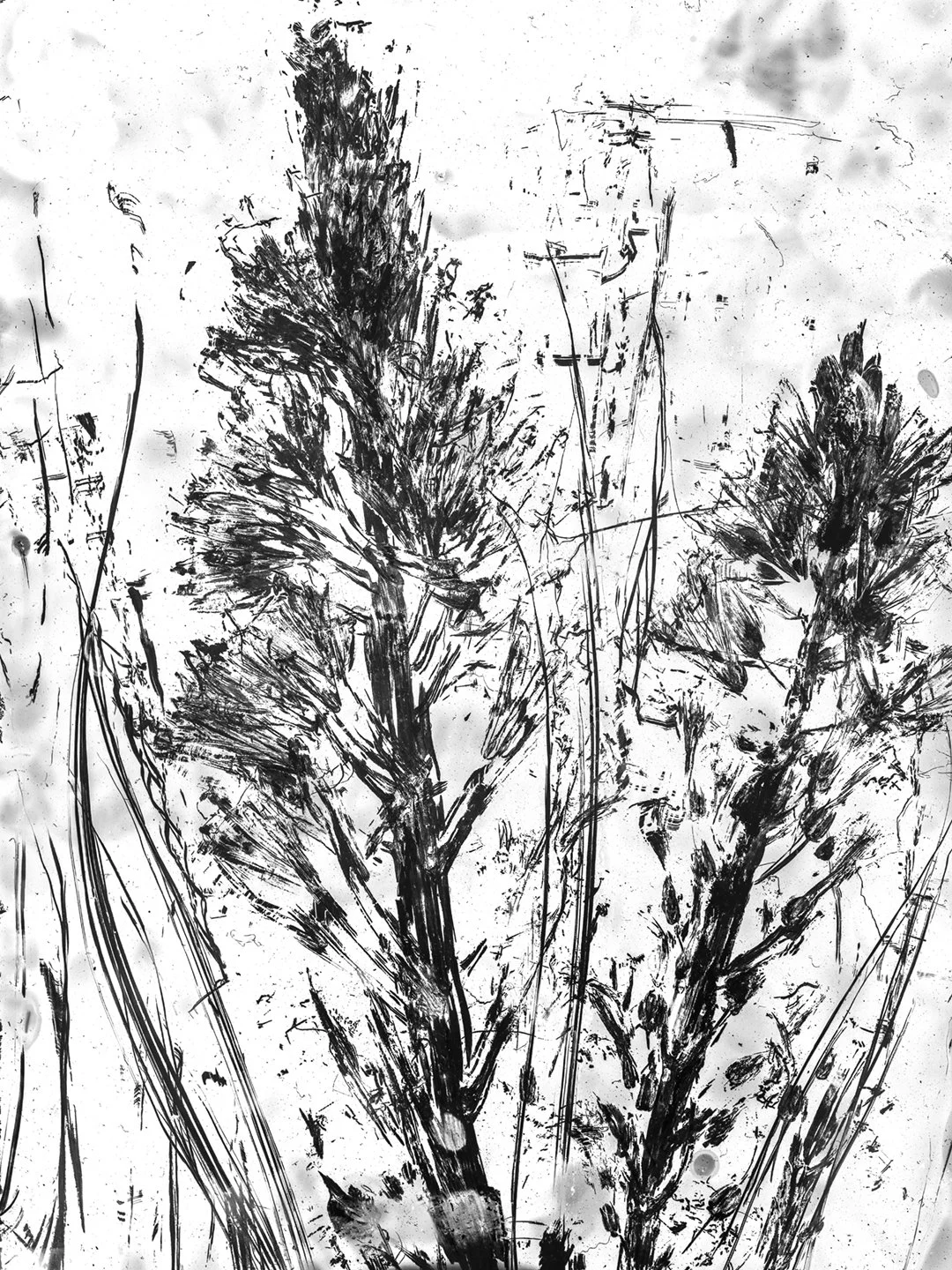 DSCF1641sml.jpg