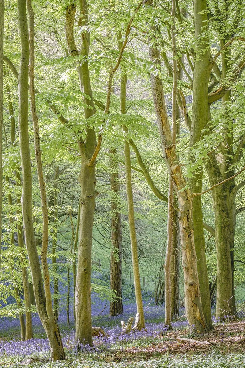 WEBAunts Trees 05.jpg