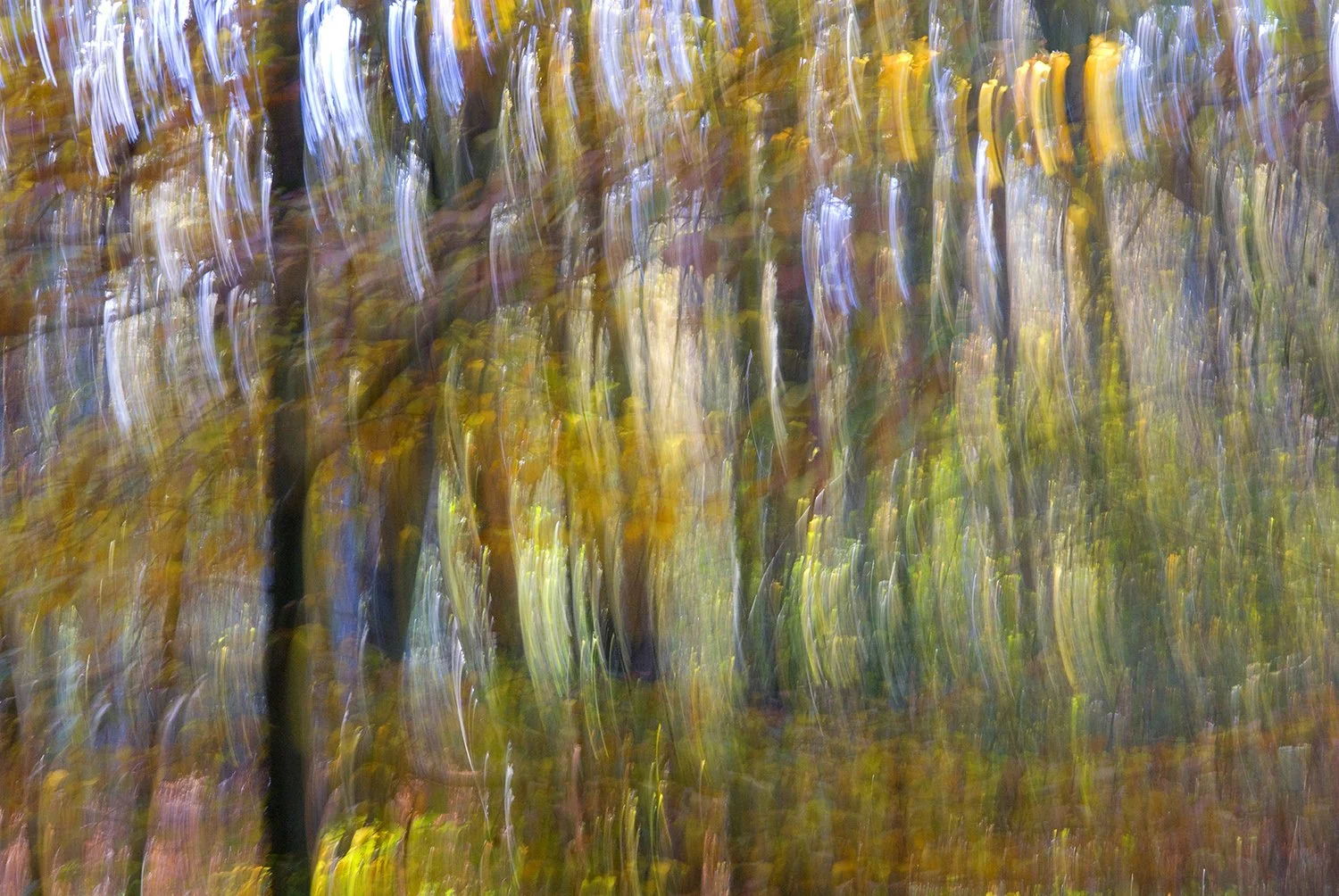 November walk1_8982.jpg