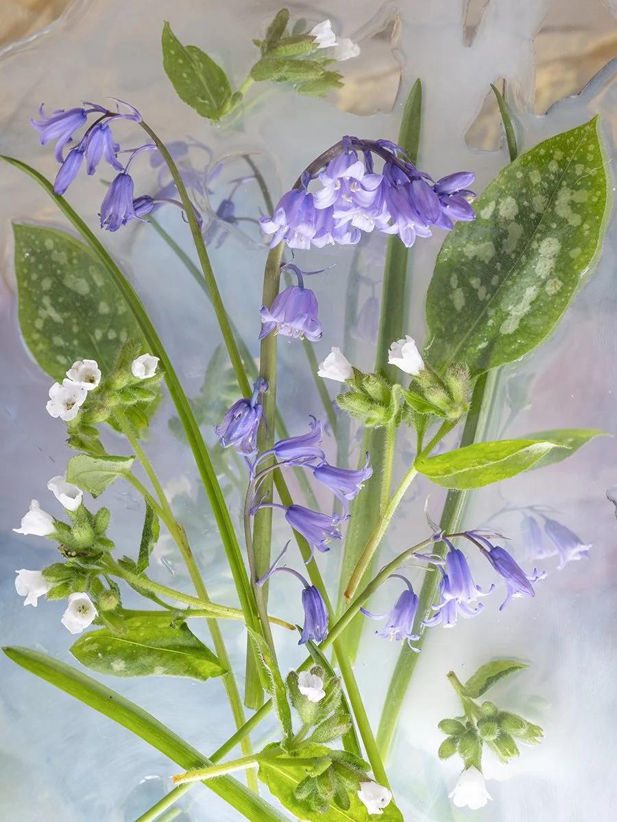 bluebell small.jpg