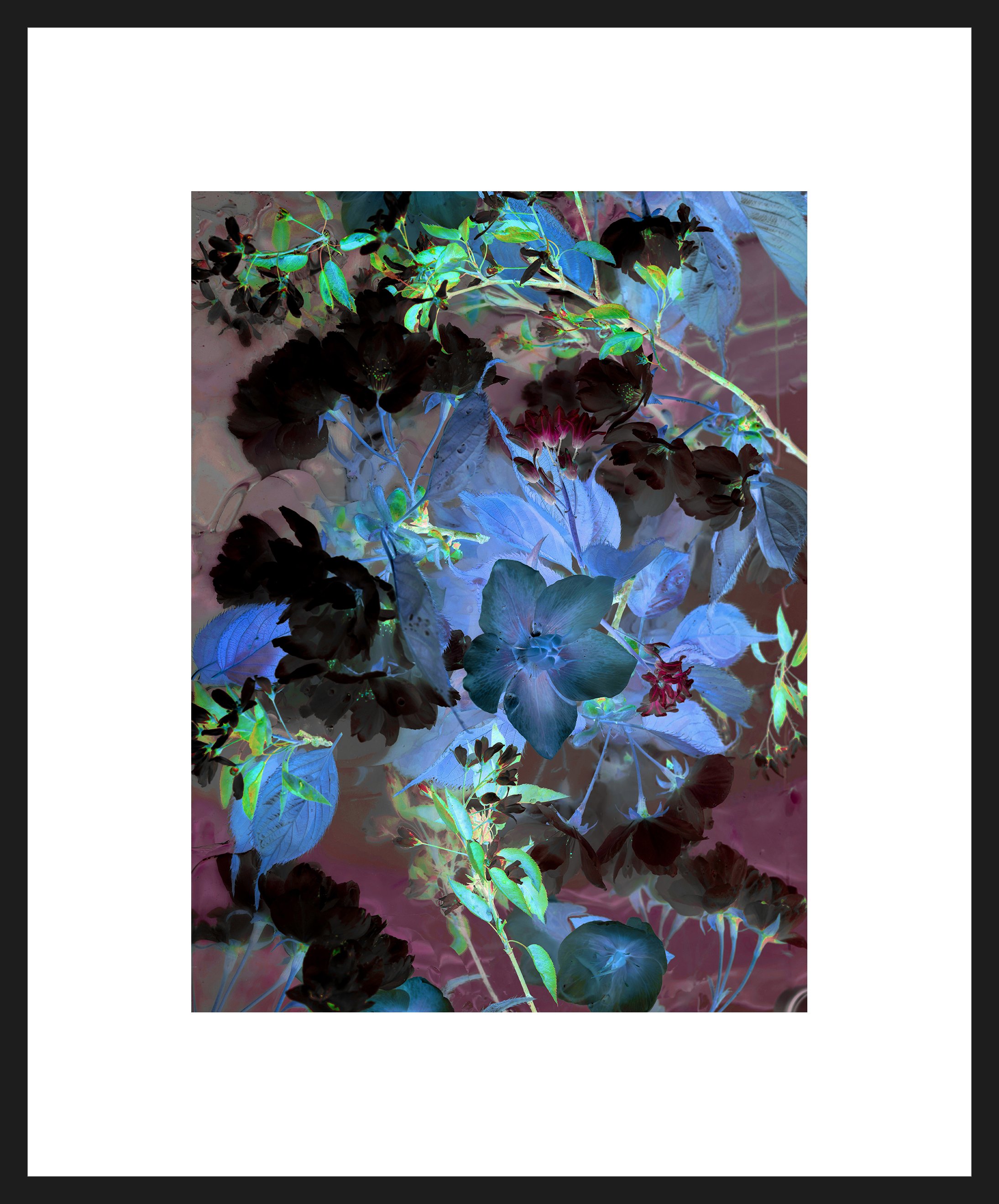 Rachel Wallace RHS Portfolio 2Framed print blue hellebore026 01.jpg