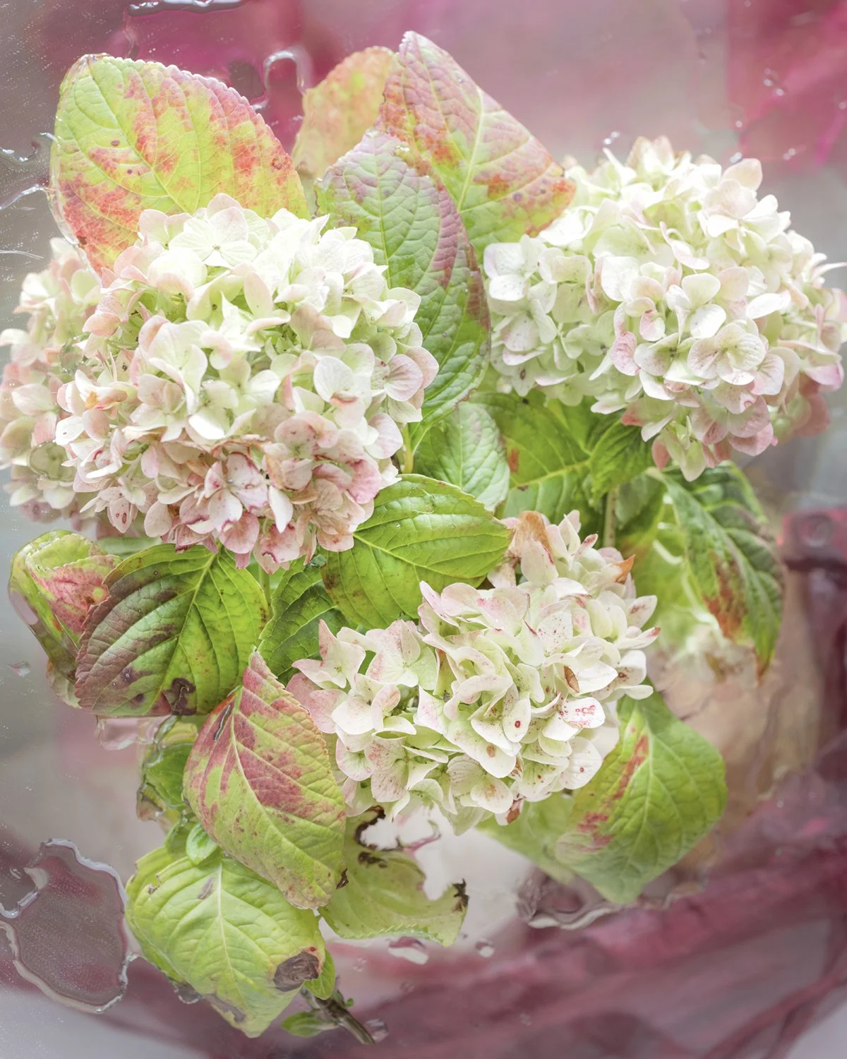 DSCF1105edit2-2.jpg