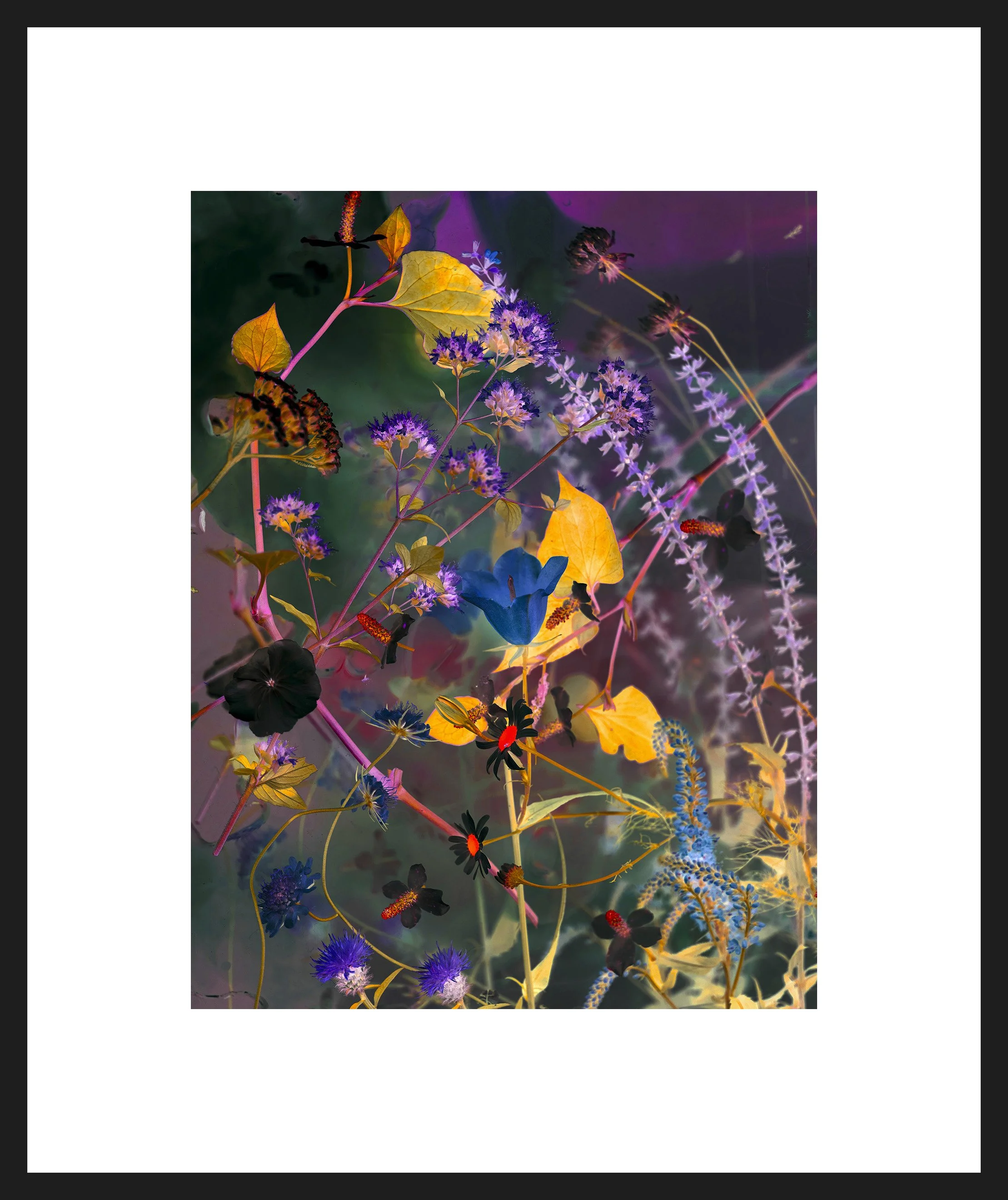 Rachel Wallace RHS Portfolio 2026 frmaed print campanula02.jpg