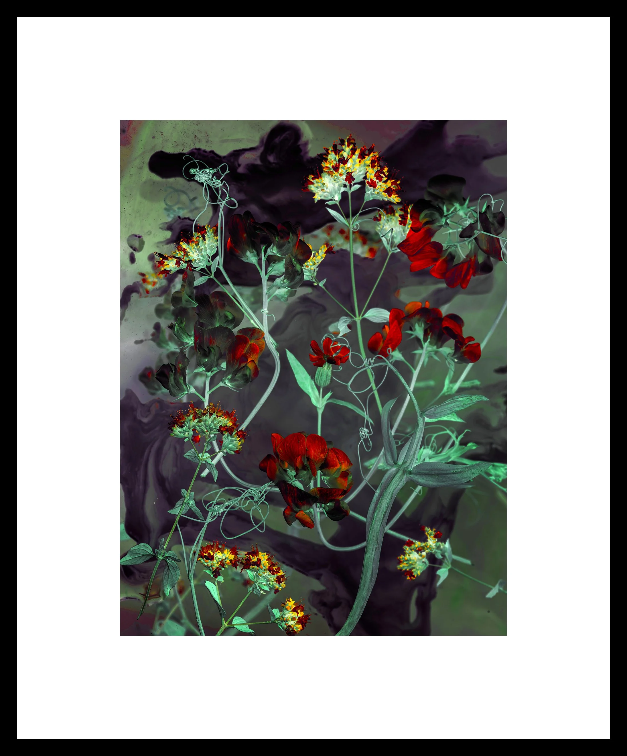 Rachel Wallace RHS Portfolio 2026 sweet pea framed04.jpg