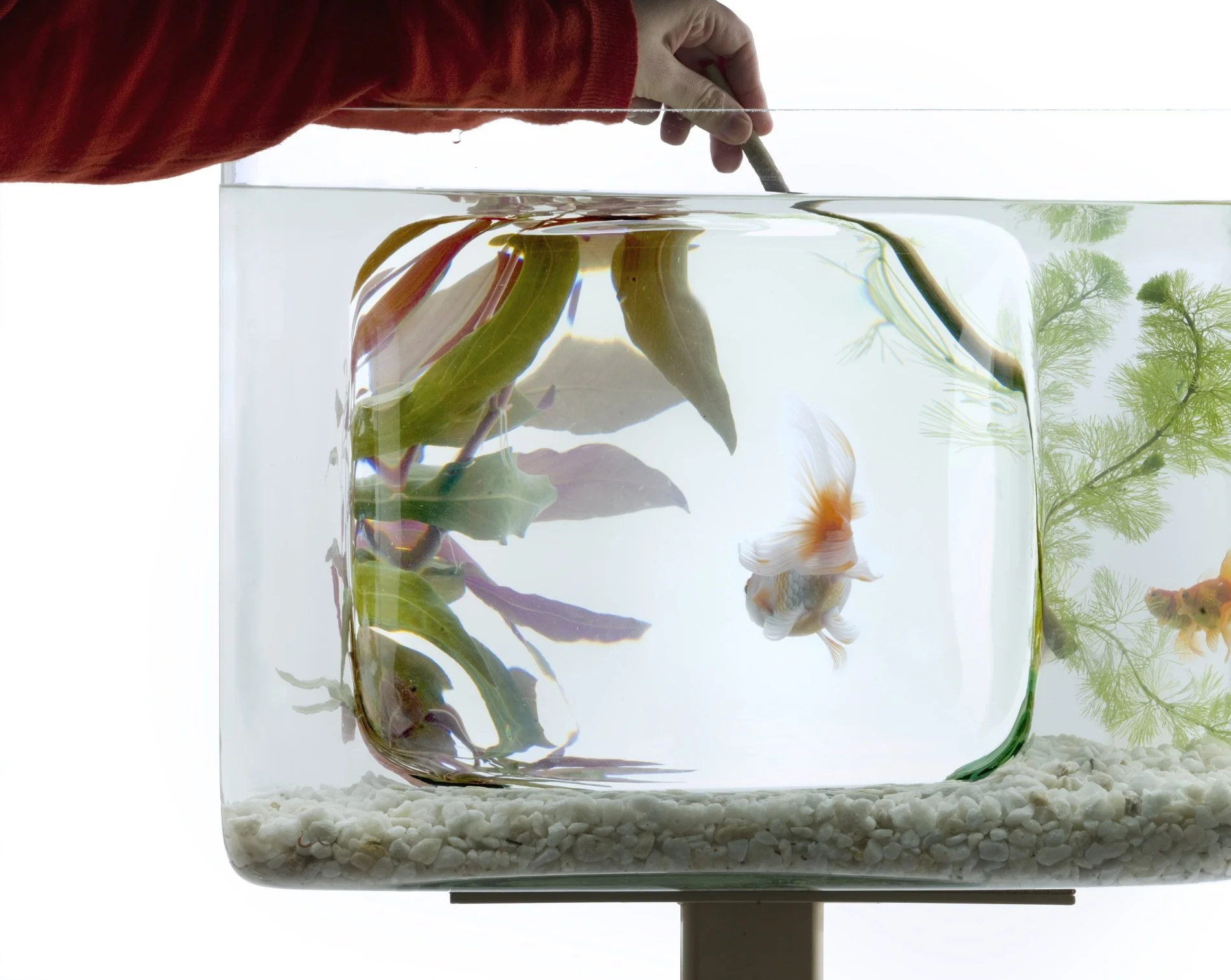 akvarko_varianta 2.jpg