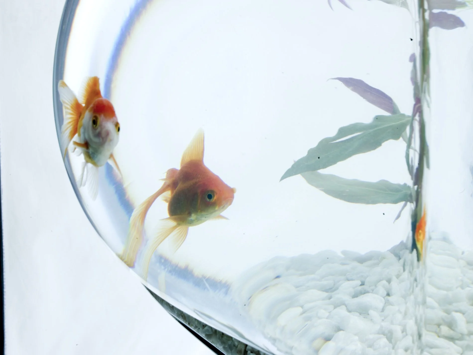 akvarium_merkur_detail nehotova .jpg