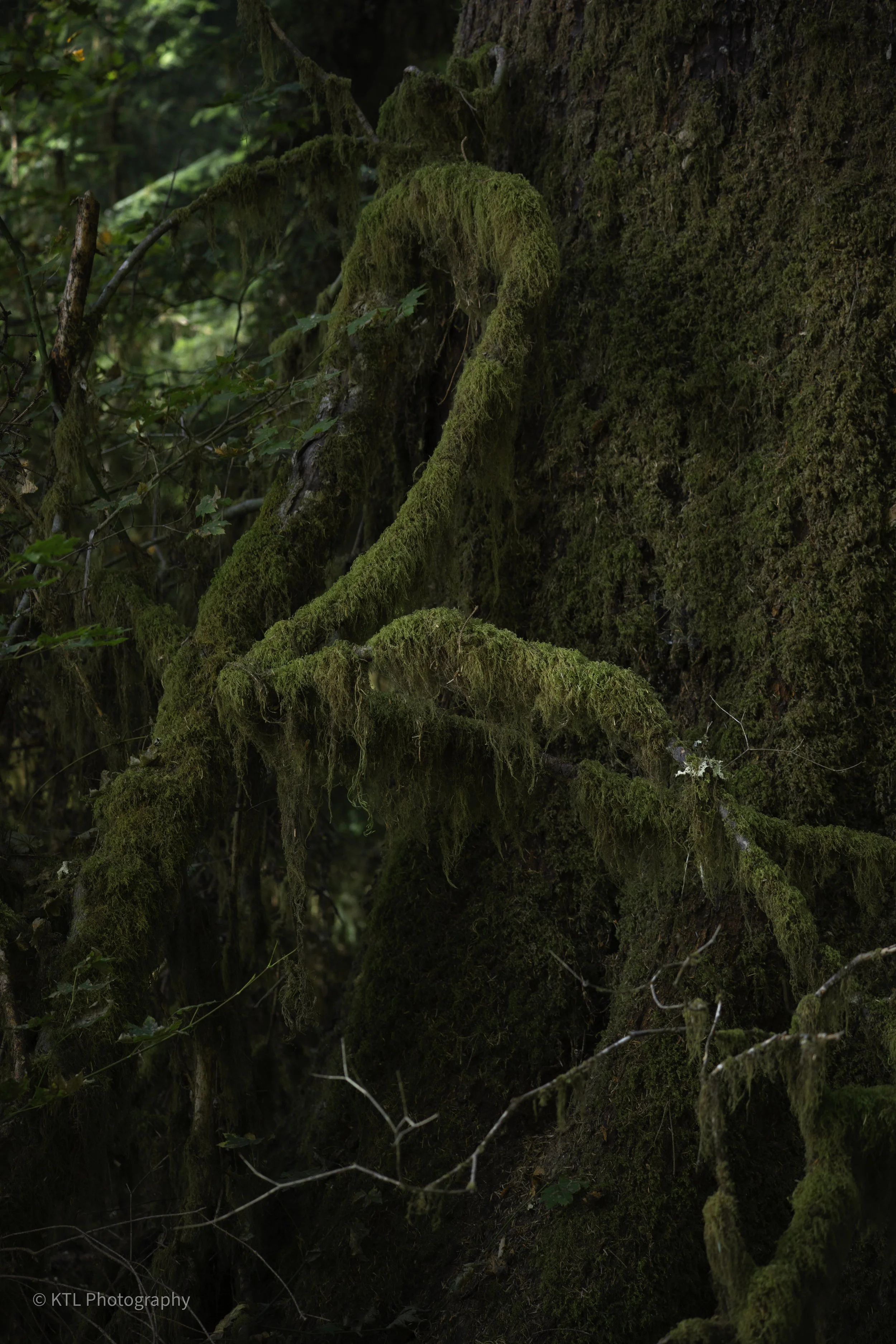 Moss, Hall of Moses, Hoh Rainforest