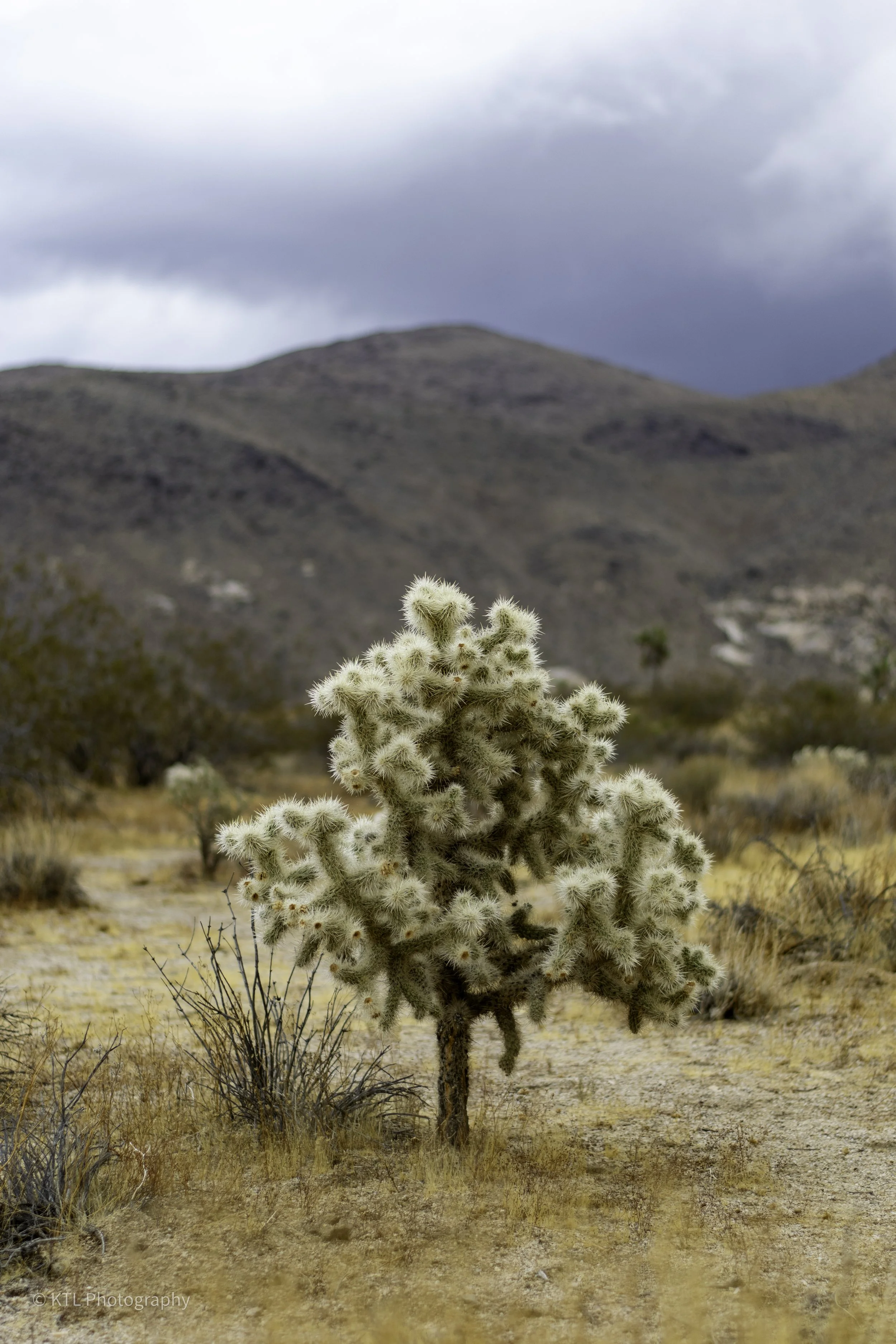 Cholla Cactus Garden No.5