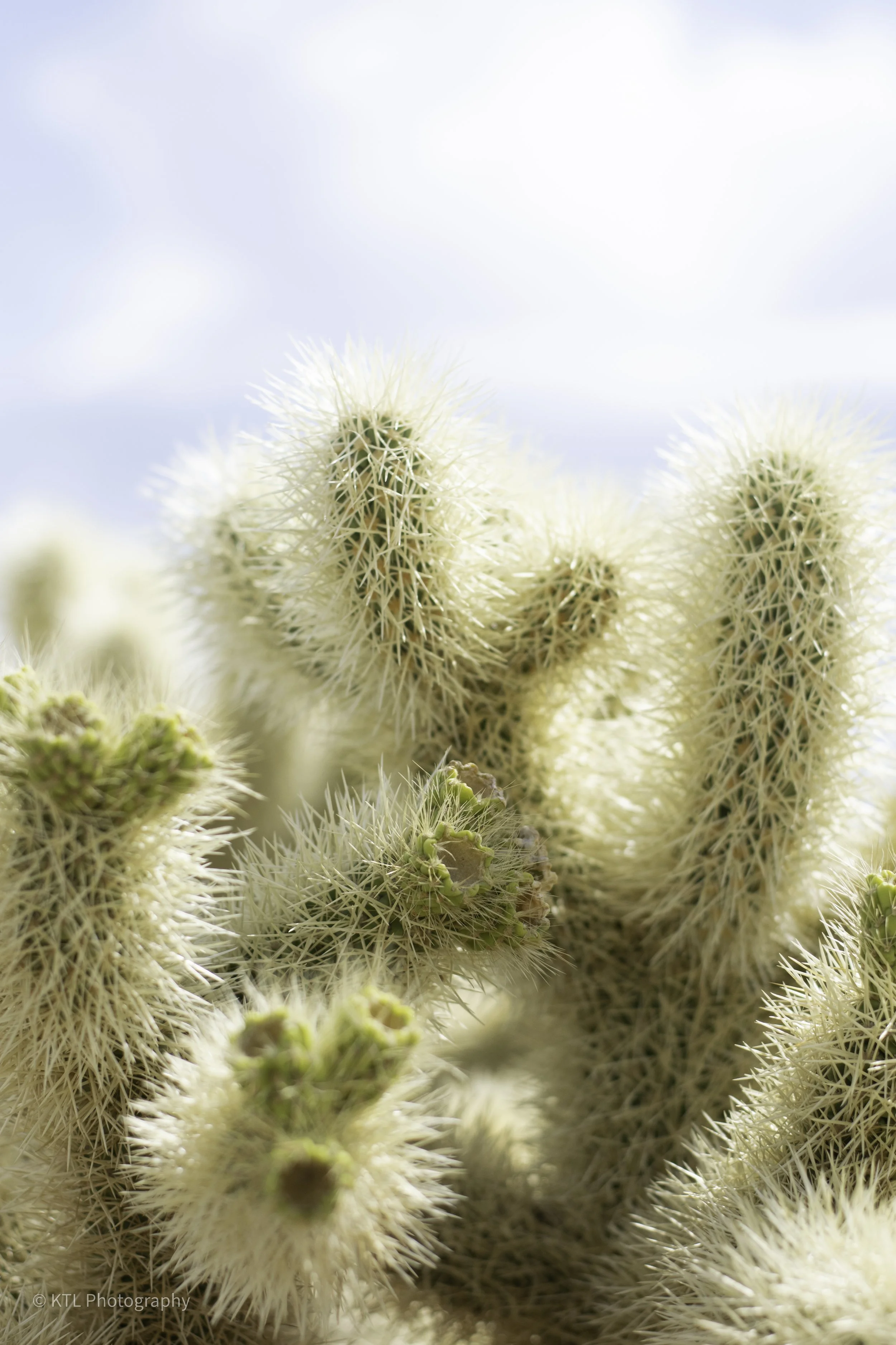 Cholla Cactus Garden No.6