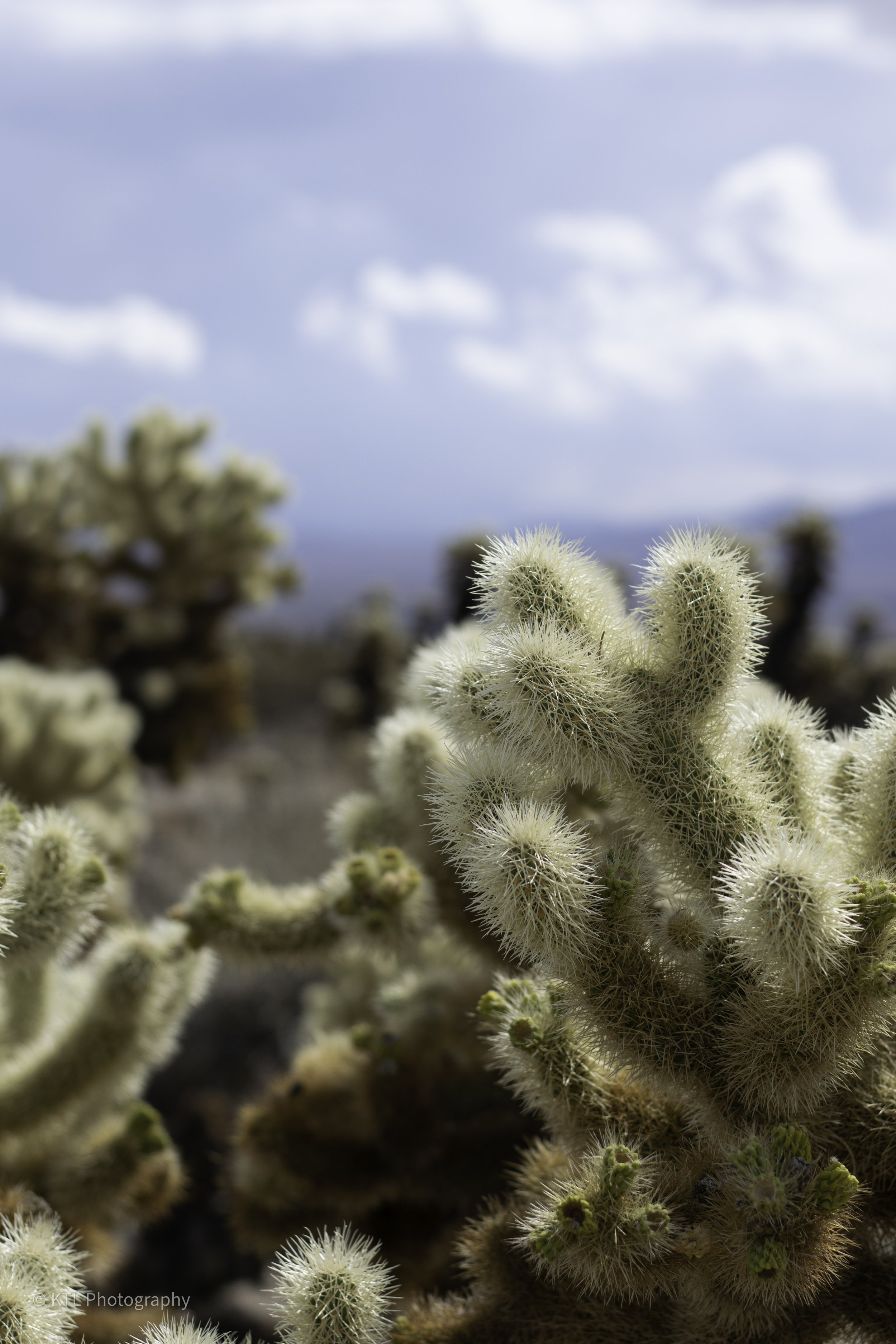 Cholla Cactus Garden No.8