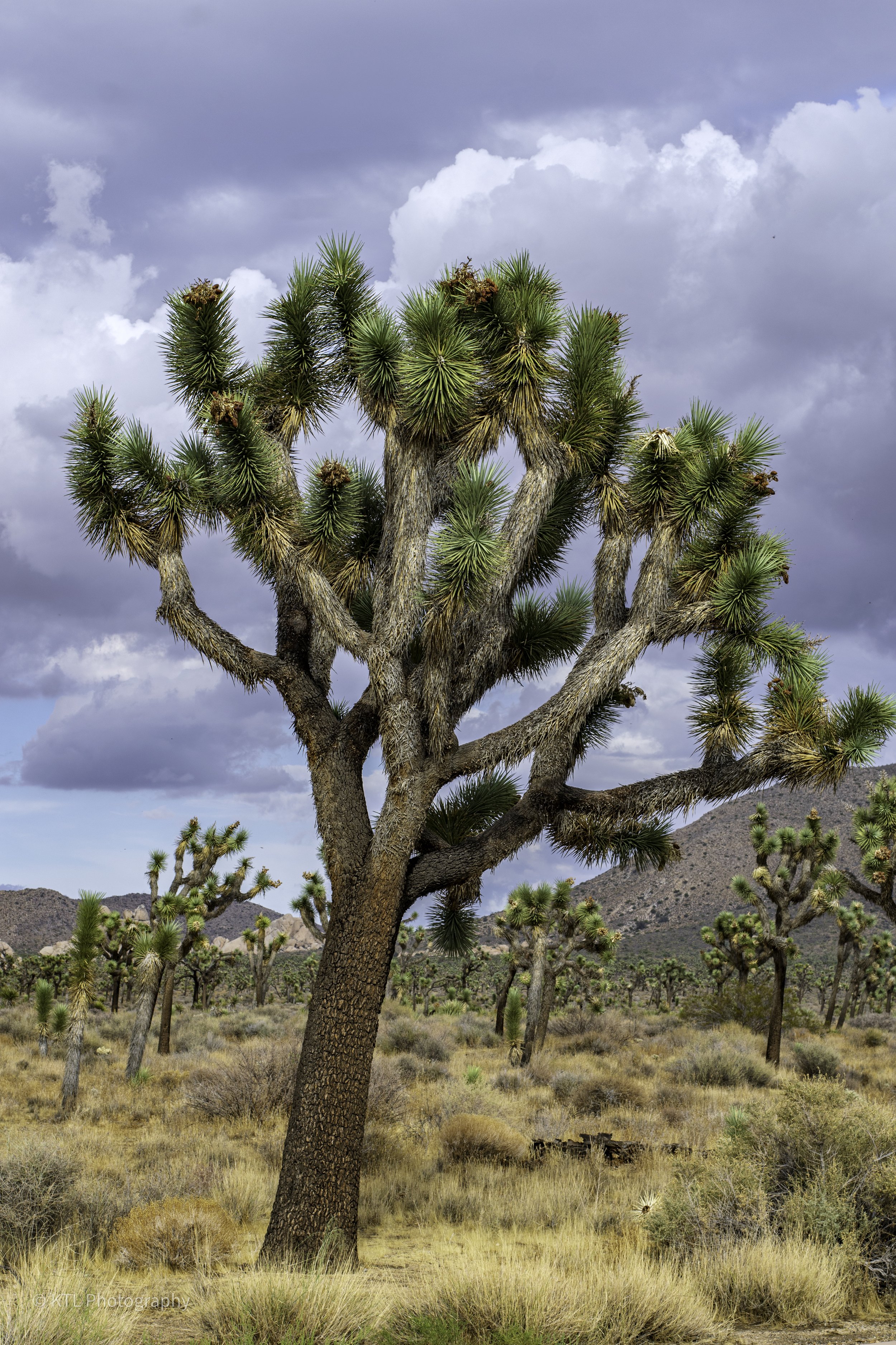 Joshua Tree No.1