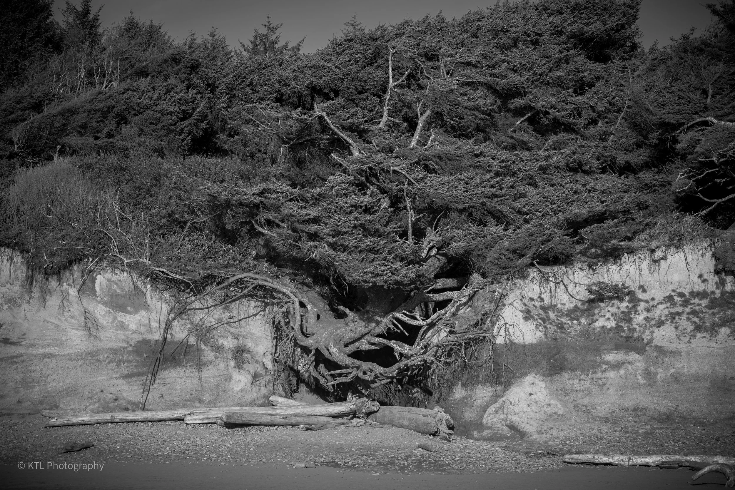 Tree of life, Kalaloch Campground