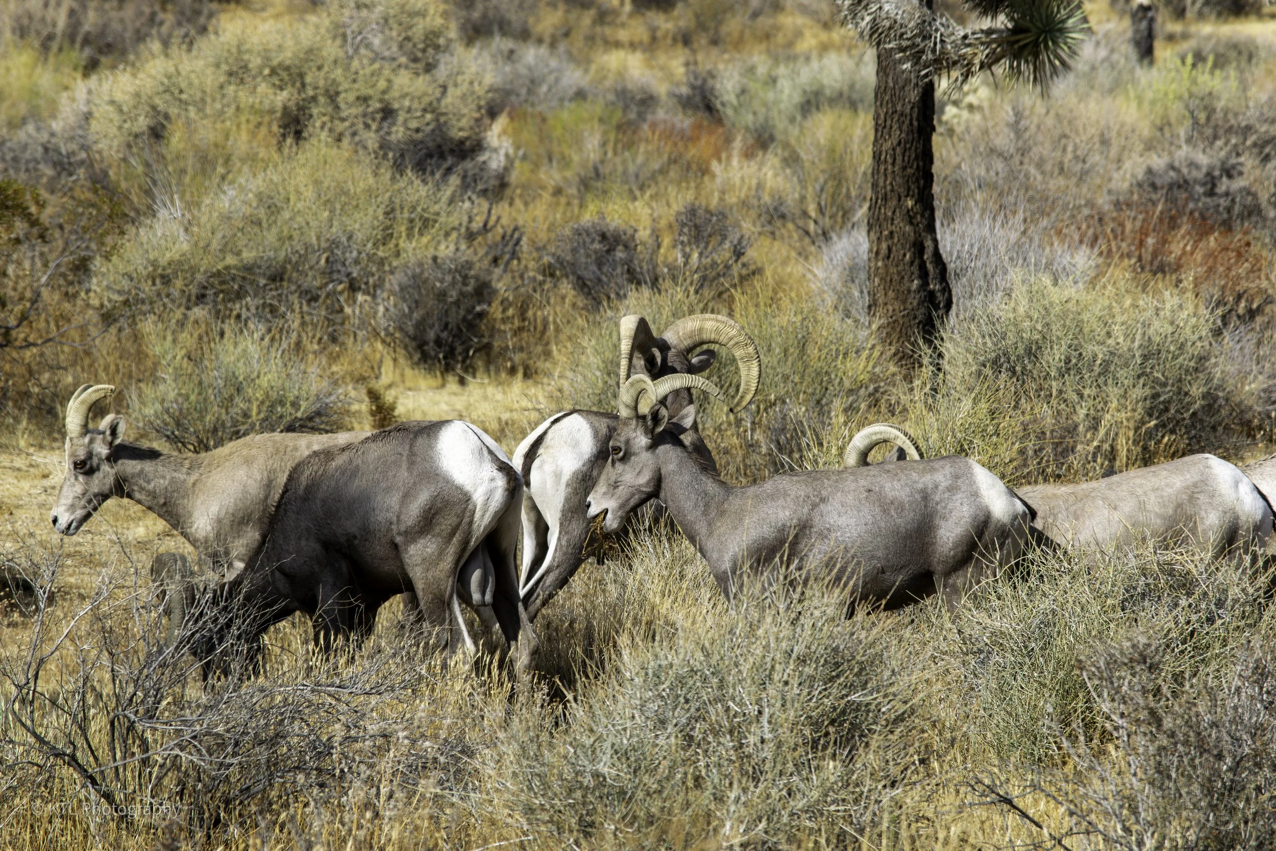 Bighorn sheep No.1