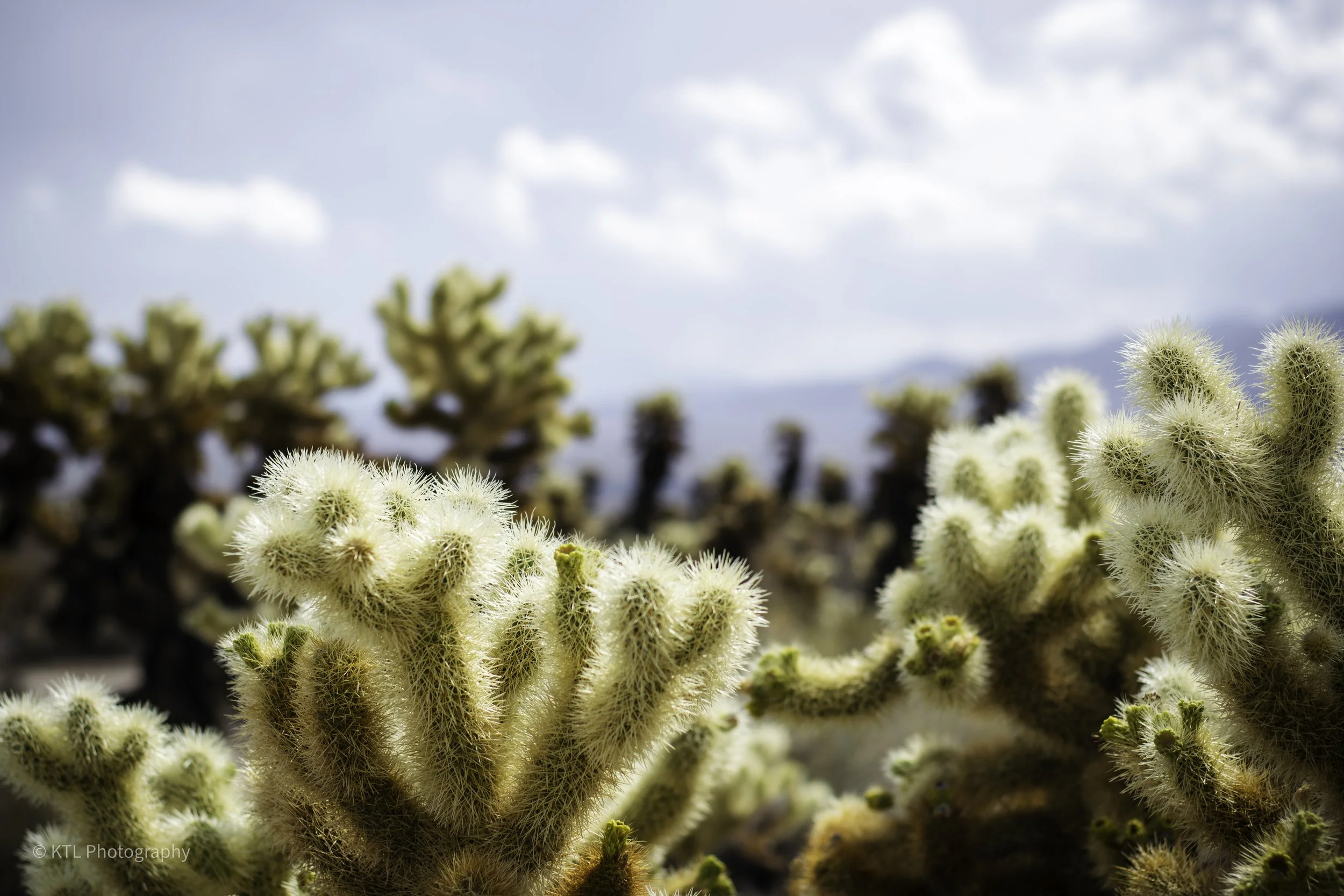 Cholla Cactus Garden No.1