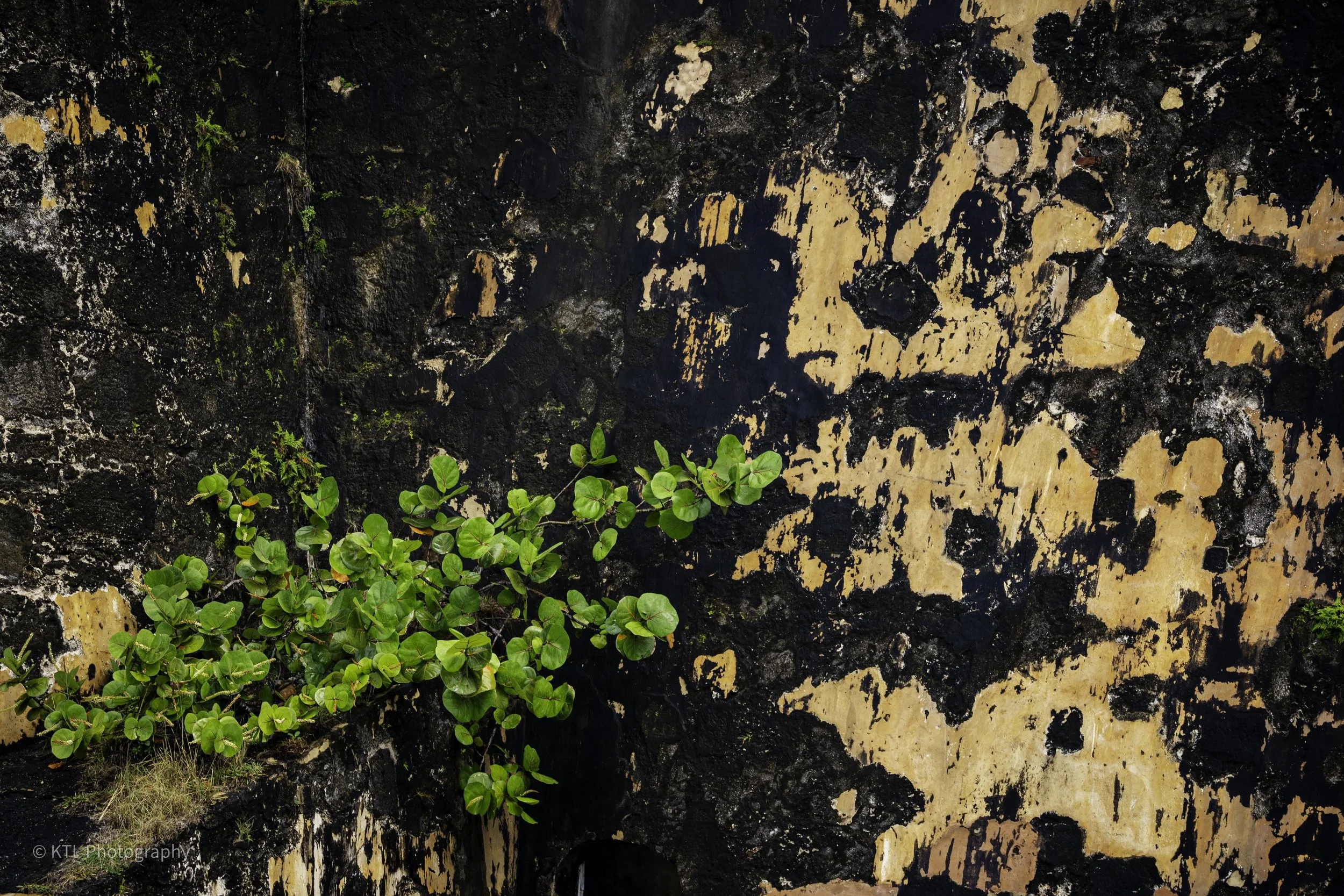 Stone facade after rain, El Morro (The Promontory)
