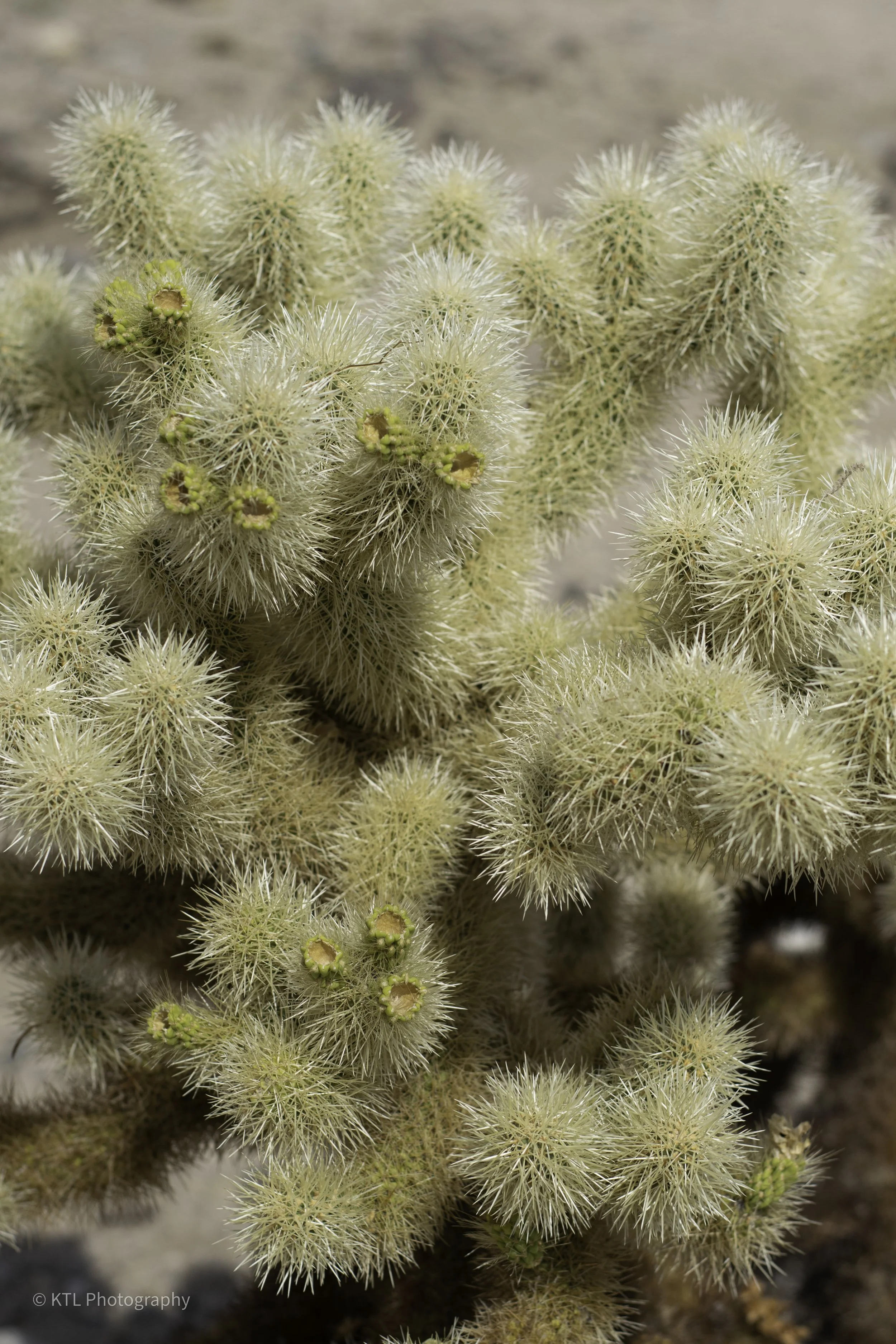 Cholla Cactus Garden No.2