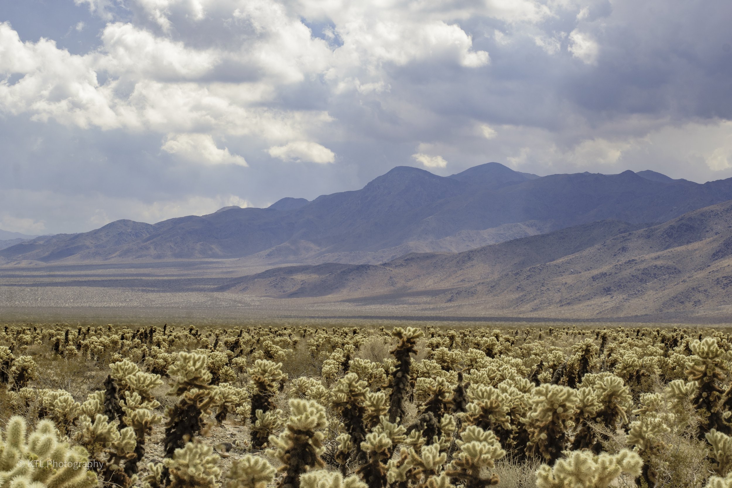 Cholla Cactus Garden No.4