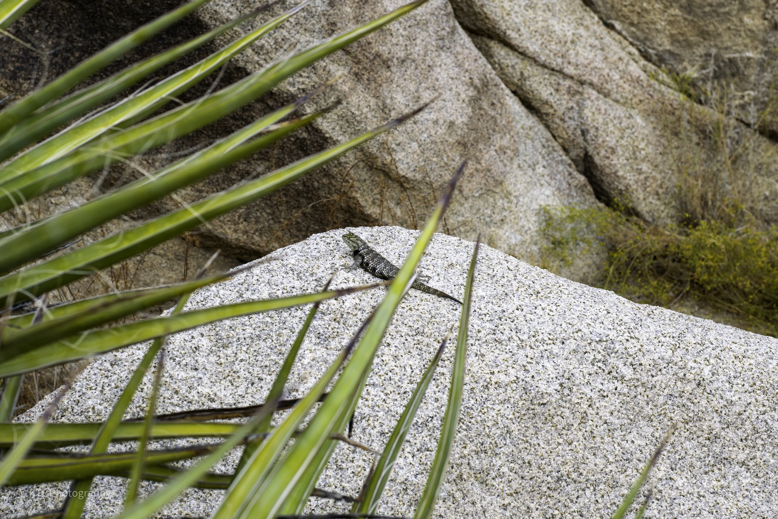Lizard