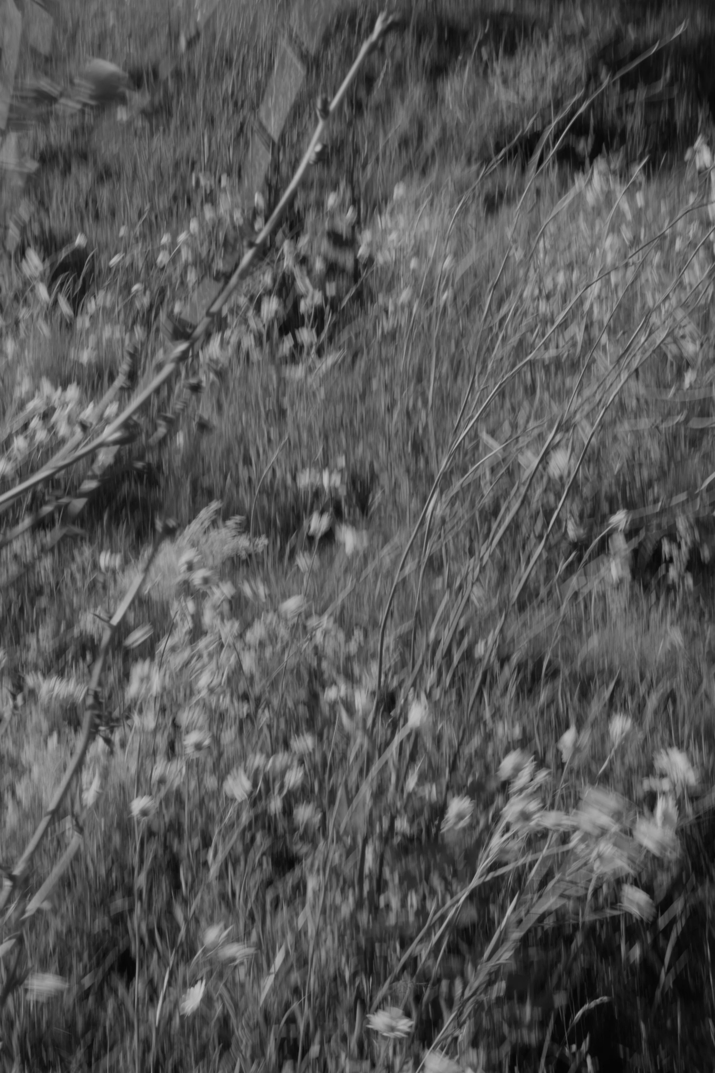 DSC02108.jpg