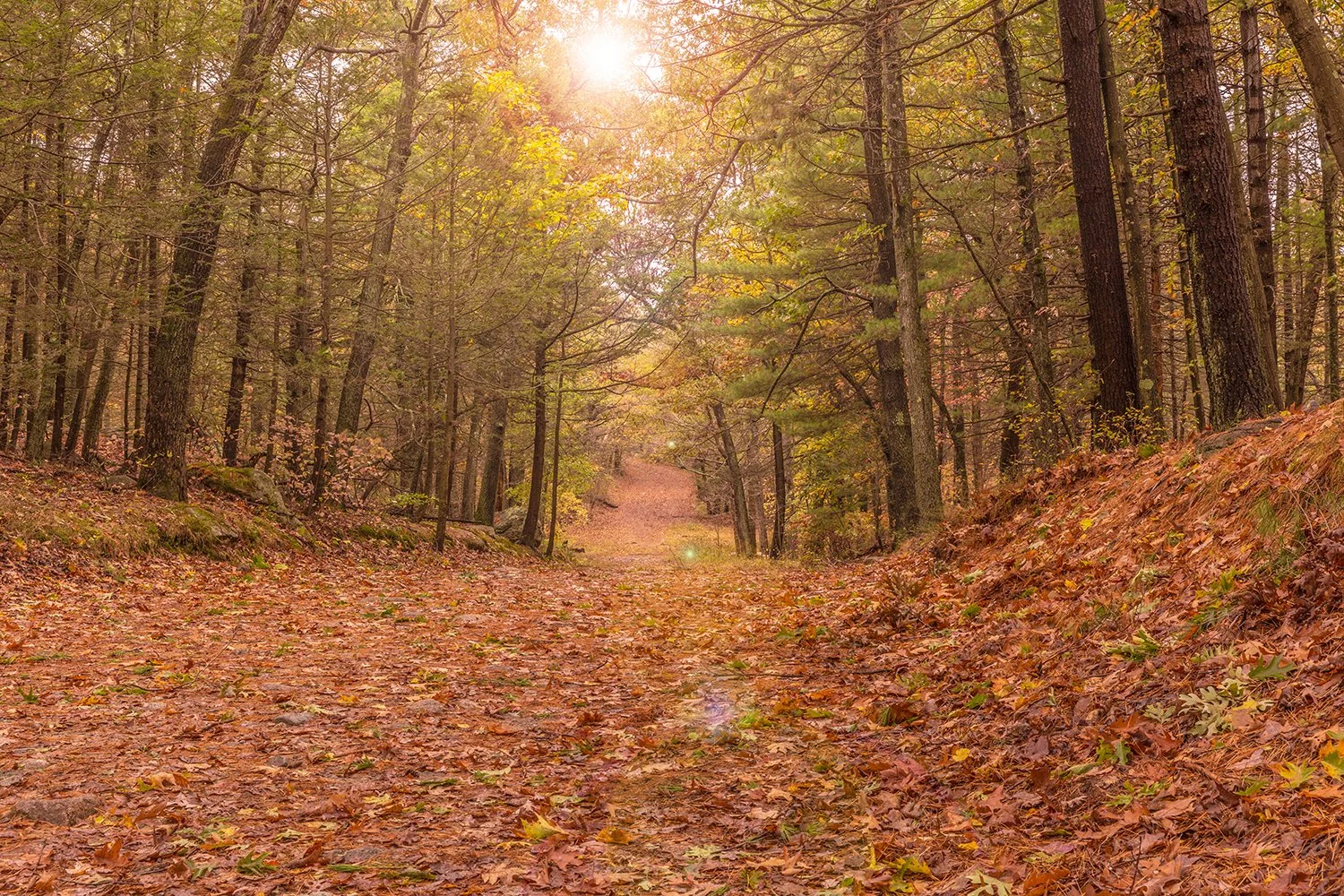 LynnWoodFallFoliage copy.jpg