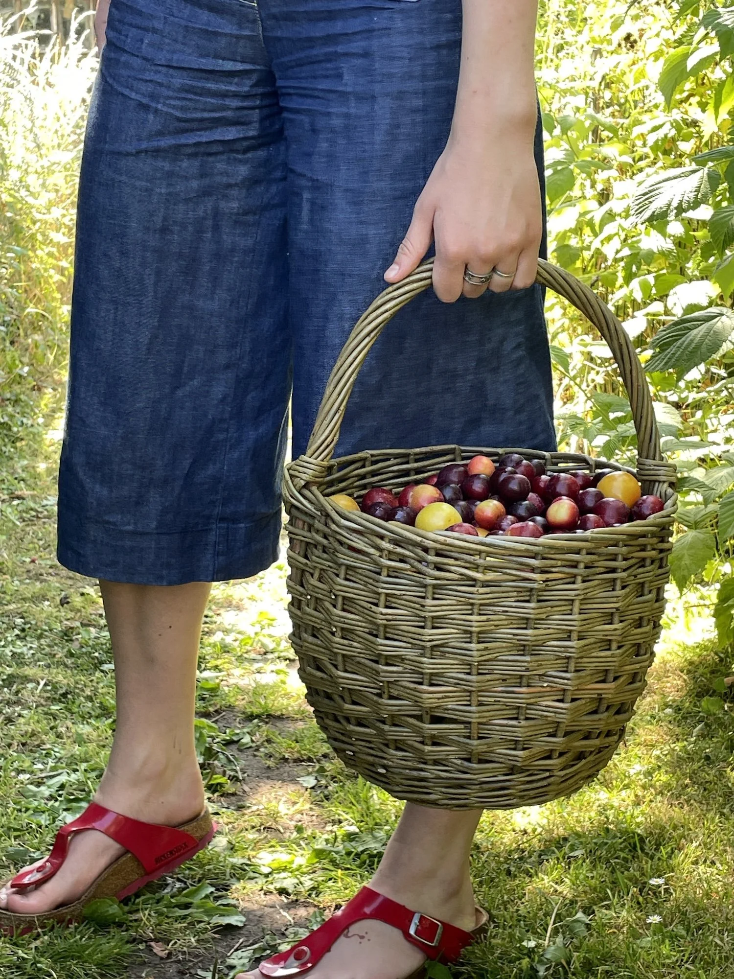 Round Handling Fruit Basket DM.JPG